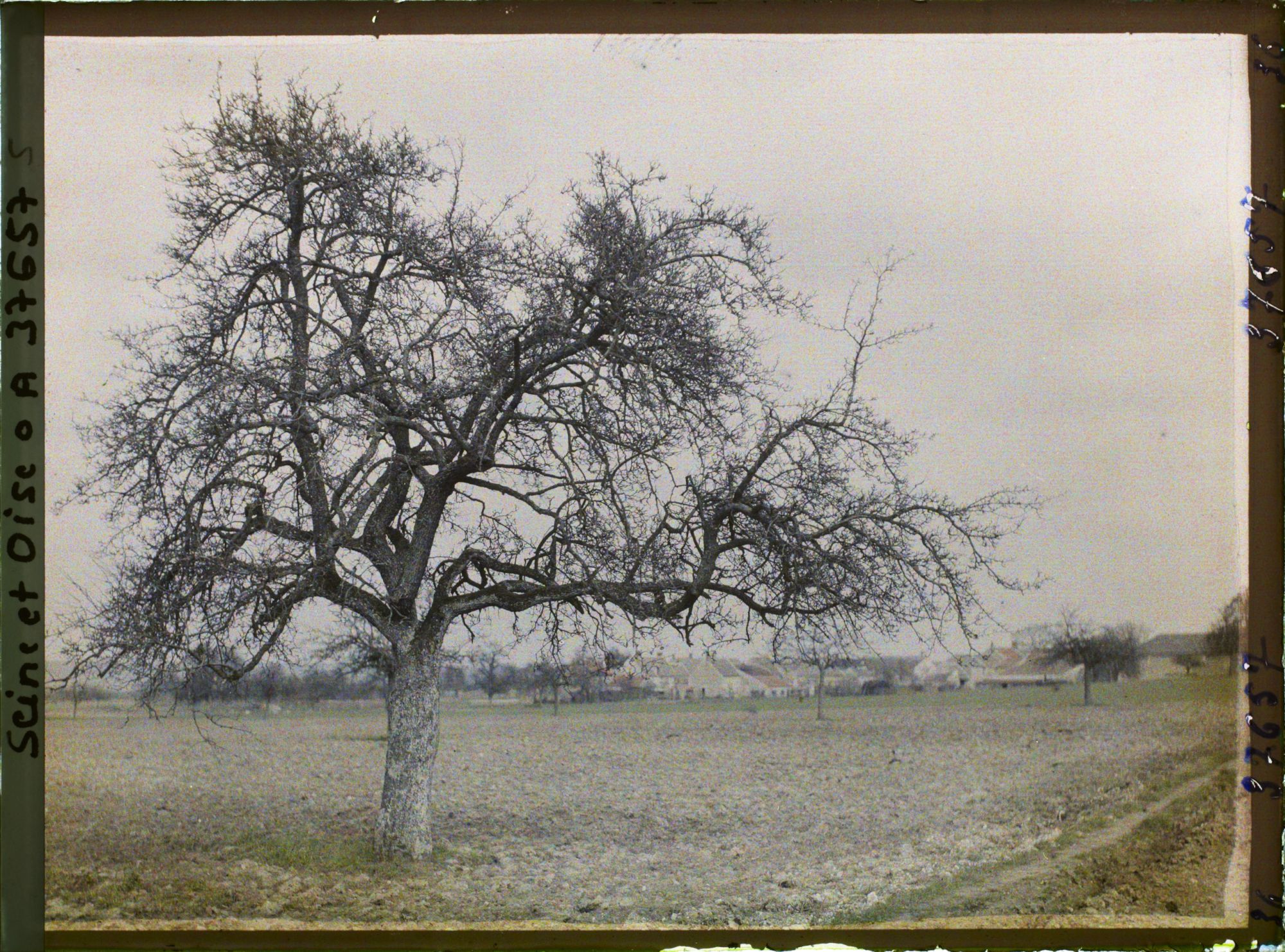 Image représentant France, Les Clayes, Un Pommier