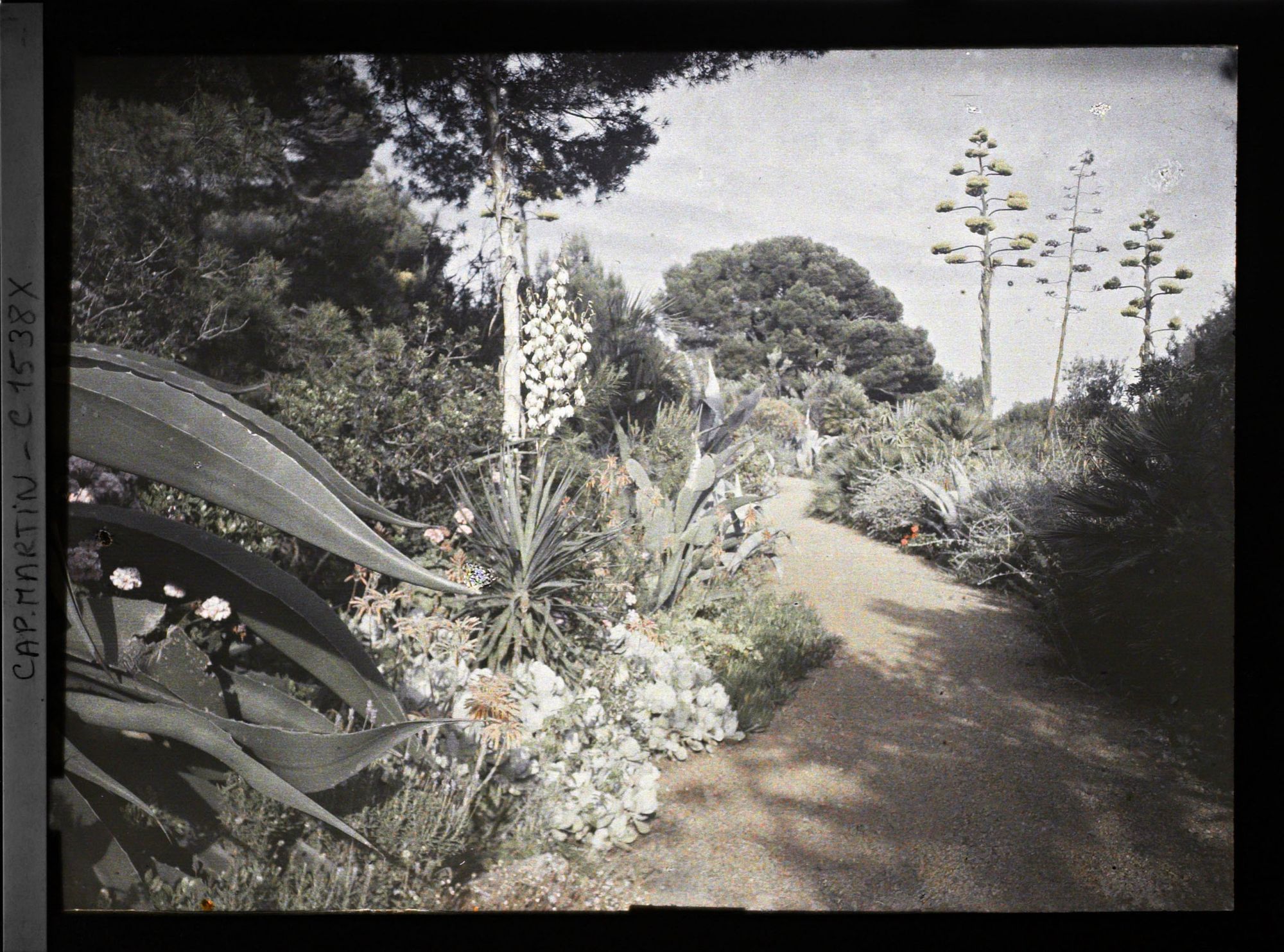 Image représentant Une allée du jardin bordée de plantes exotiques en fleurs
