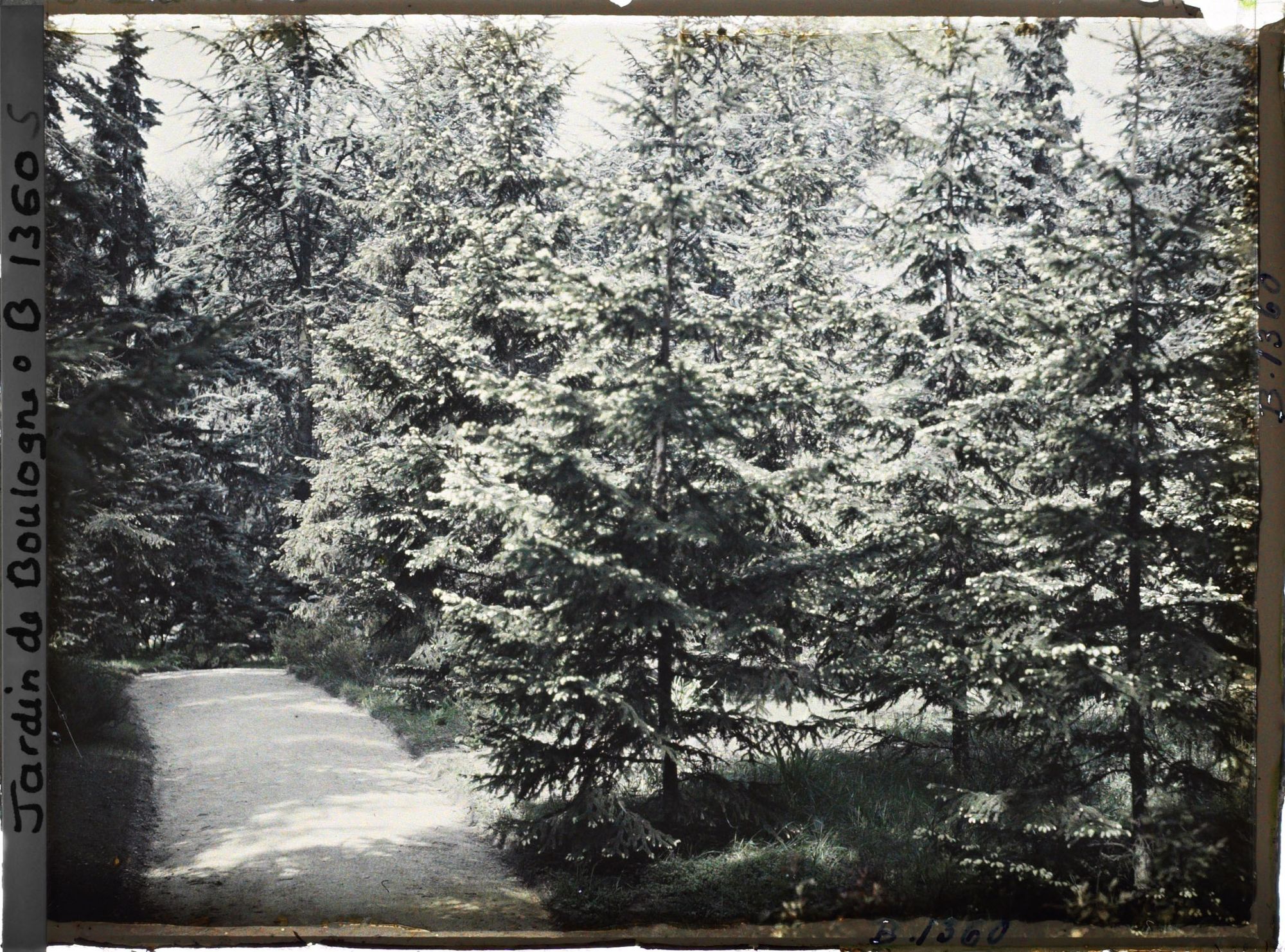 Image représentant La forêt dorée