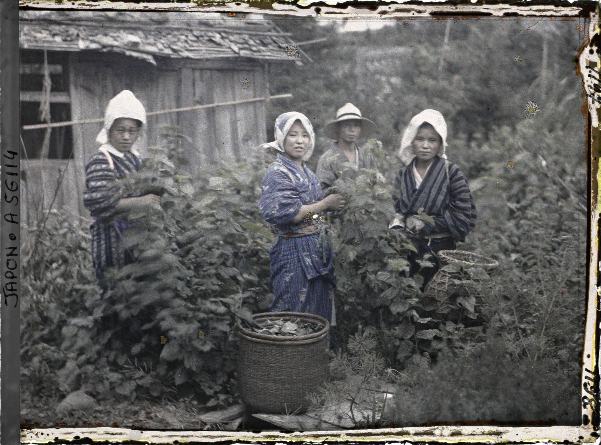 Image représentant La cueillette des feuilles de mûrier