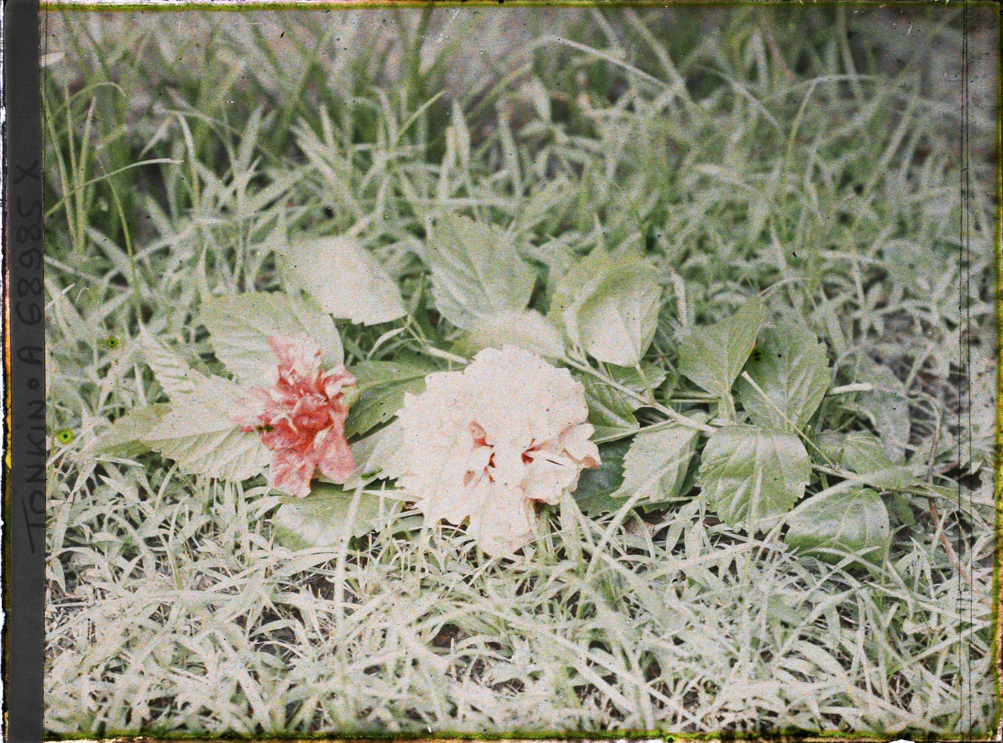 Image représentant Un rameau d'hibiscus double en fleurs, coupé