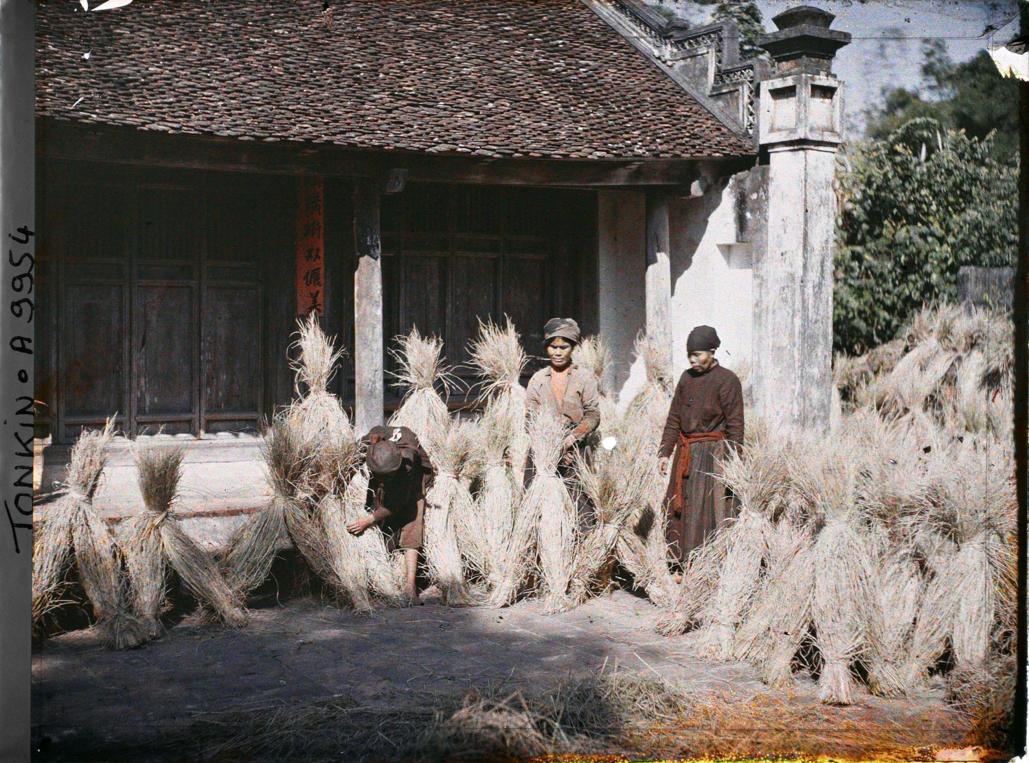 Image représentant Le séchage du riz