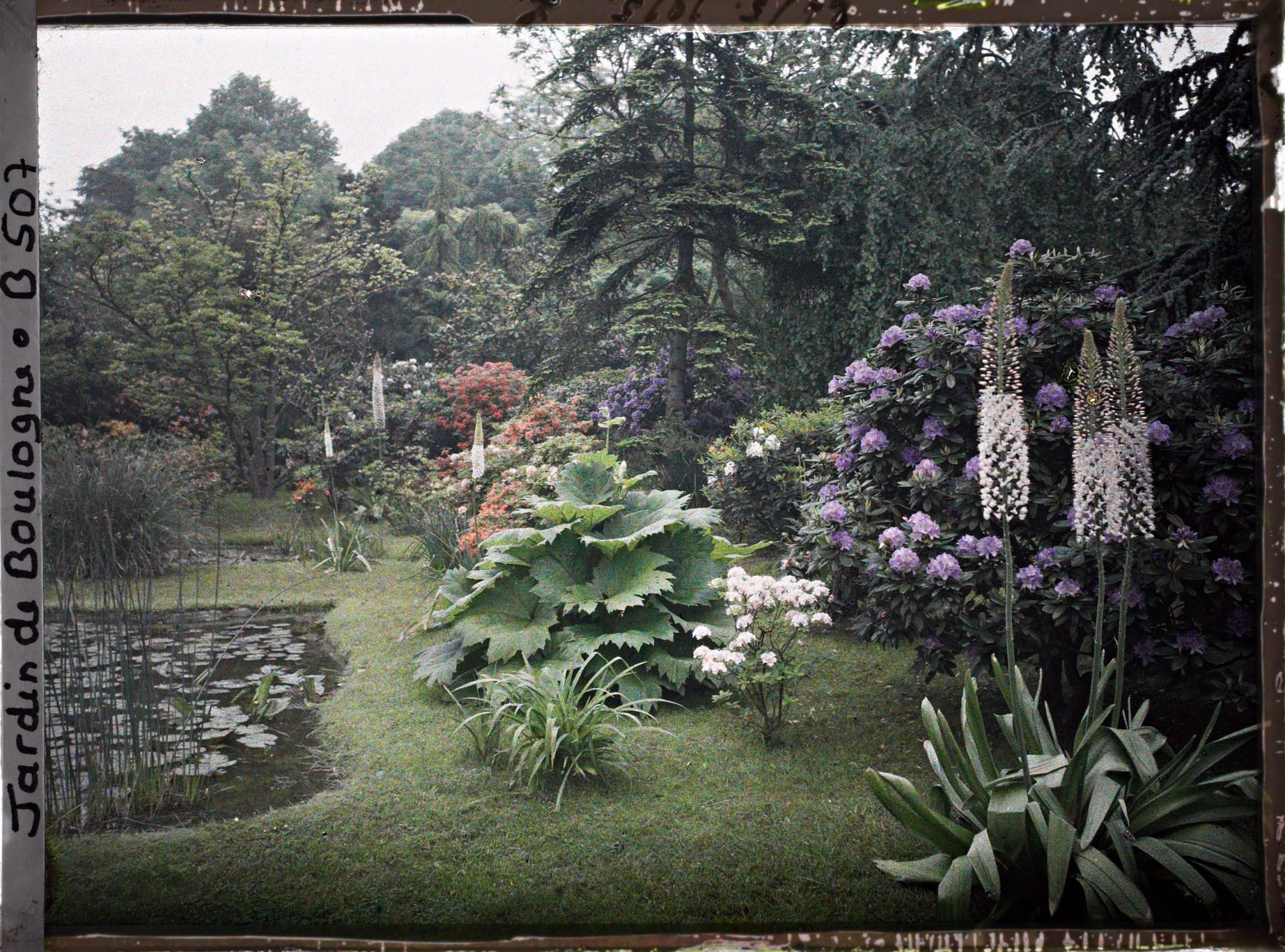 Image représentant Massif d'arbustes et gunnera situés en bord " d'étang ", à l'est du marais, vu en direction du nord
