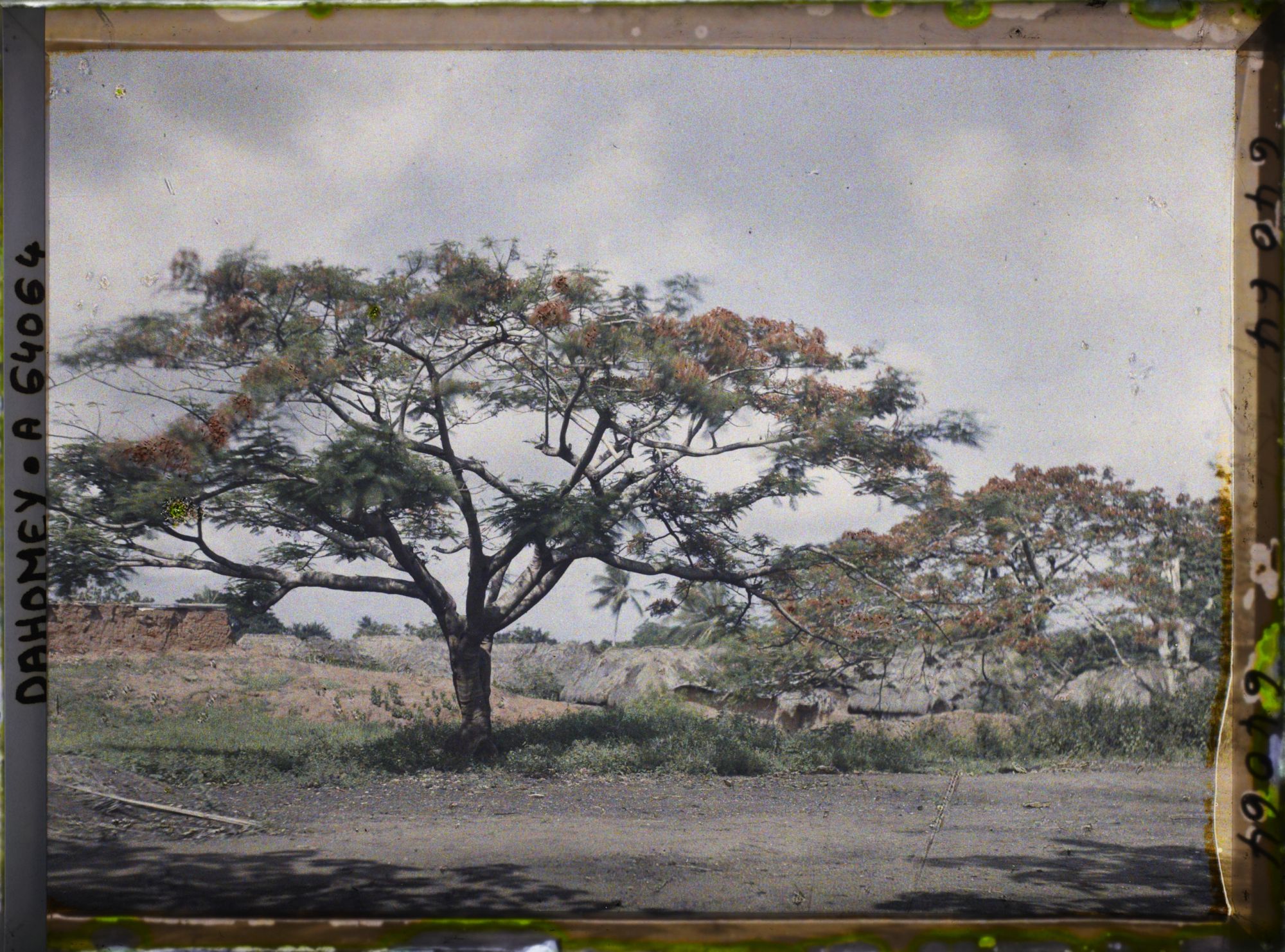 Image représentant Des flamboyants en fleurs le long d'une route