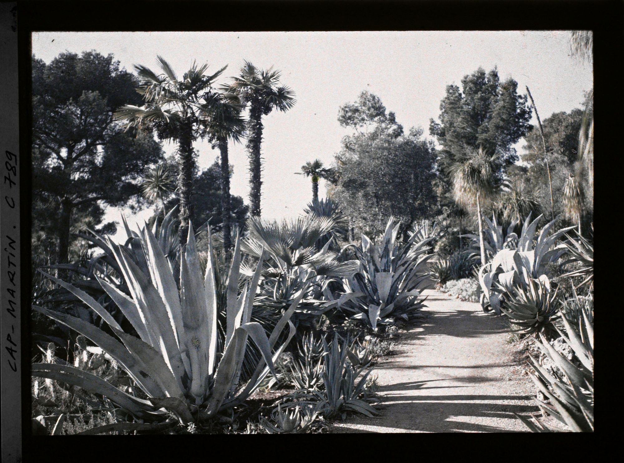 Image représentant le jardin allée des agaves