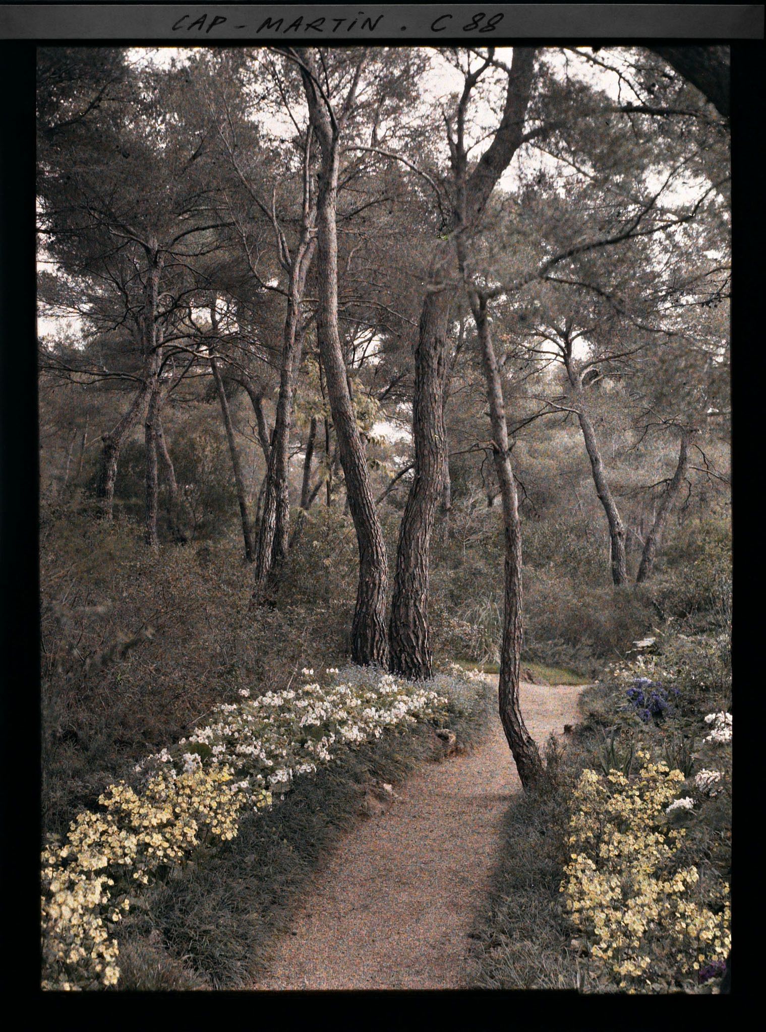 Image représentant Le jardin