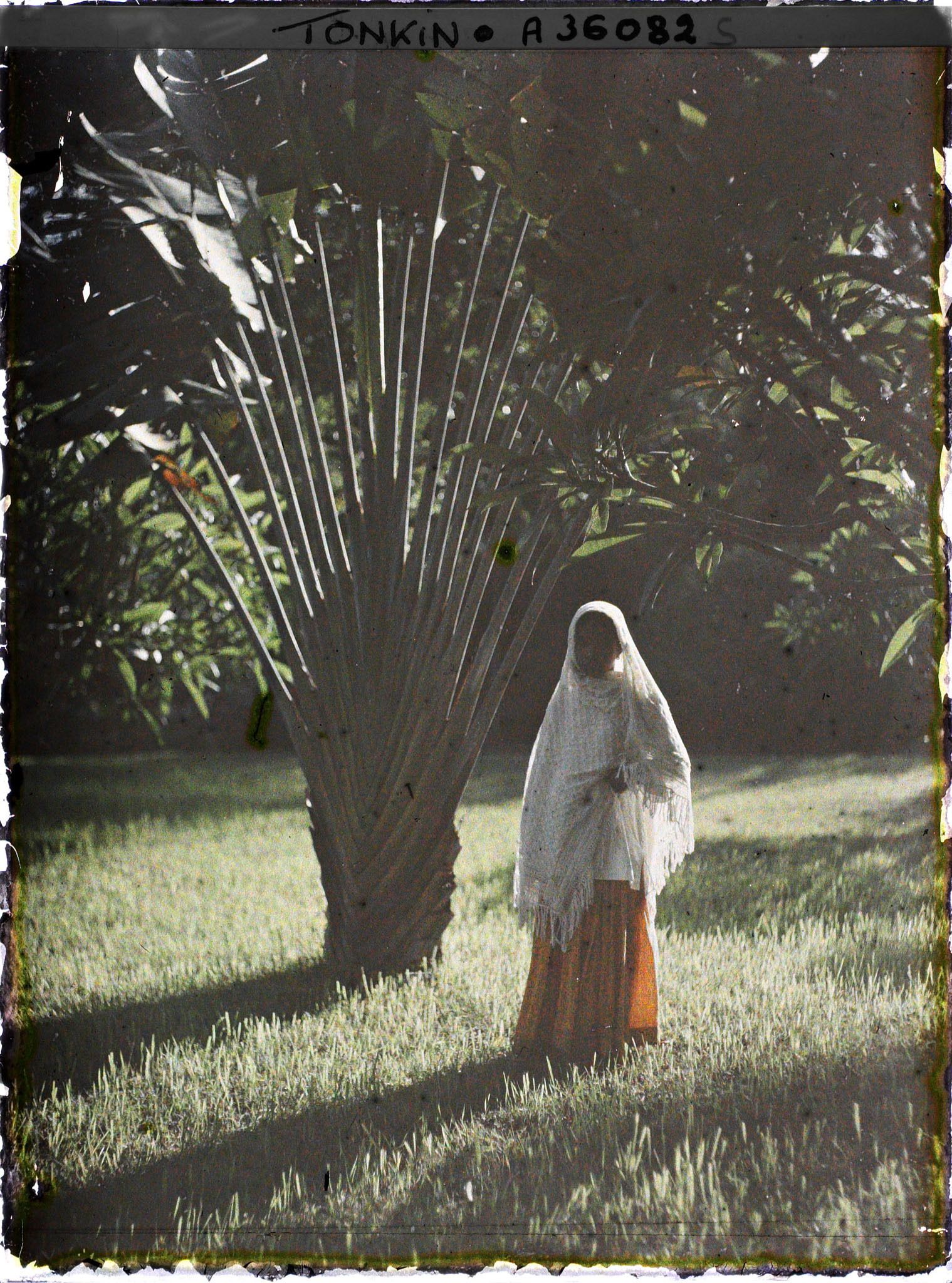 Image représentant Une jeune métisse indienne en sari, au pied d'un arbre du voyageur