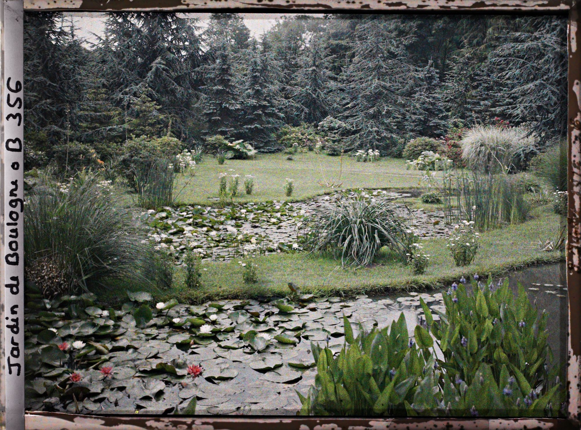 Image représentant Nénuphars et sagittaires fleuris dans les bassins du marais, vus du nord-ouest en direction de la forêt bleue