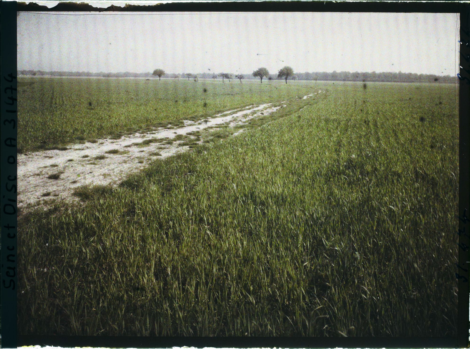 Image représentant France, Champs de blé situé entre la Voie ferrée (Trappes) et le Domaine de Manet