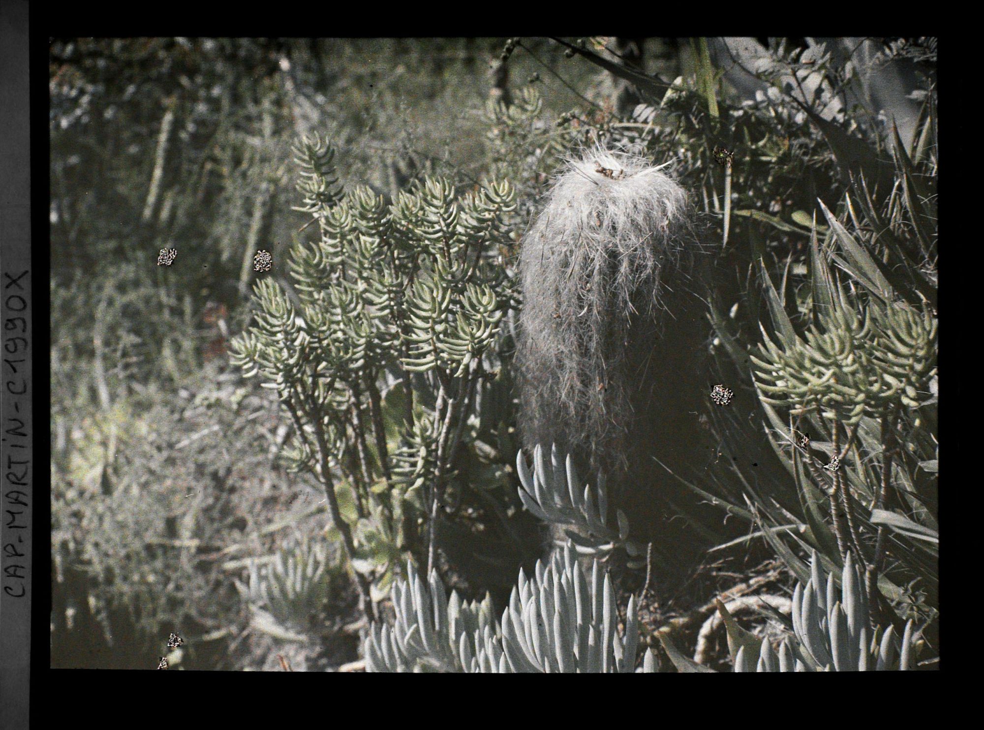 Image représentant Cactus à soies blanches (cephalocereus ?), entouré de plantes crassulescentes