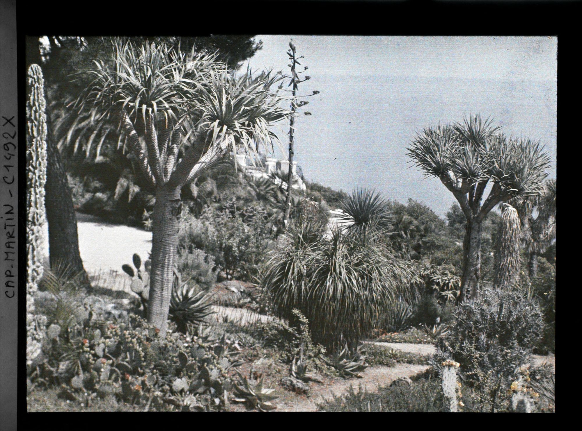 Image représentant Villa Kahn - le jardin et la terrasse de la villa à l'arrière-plan