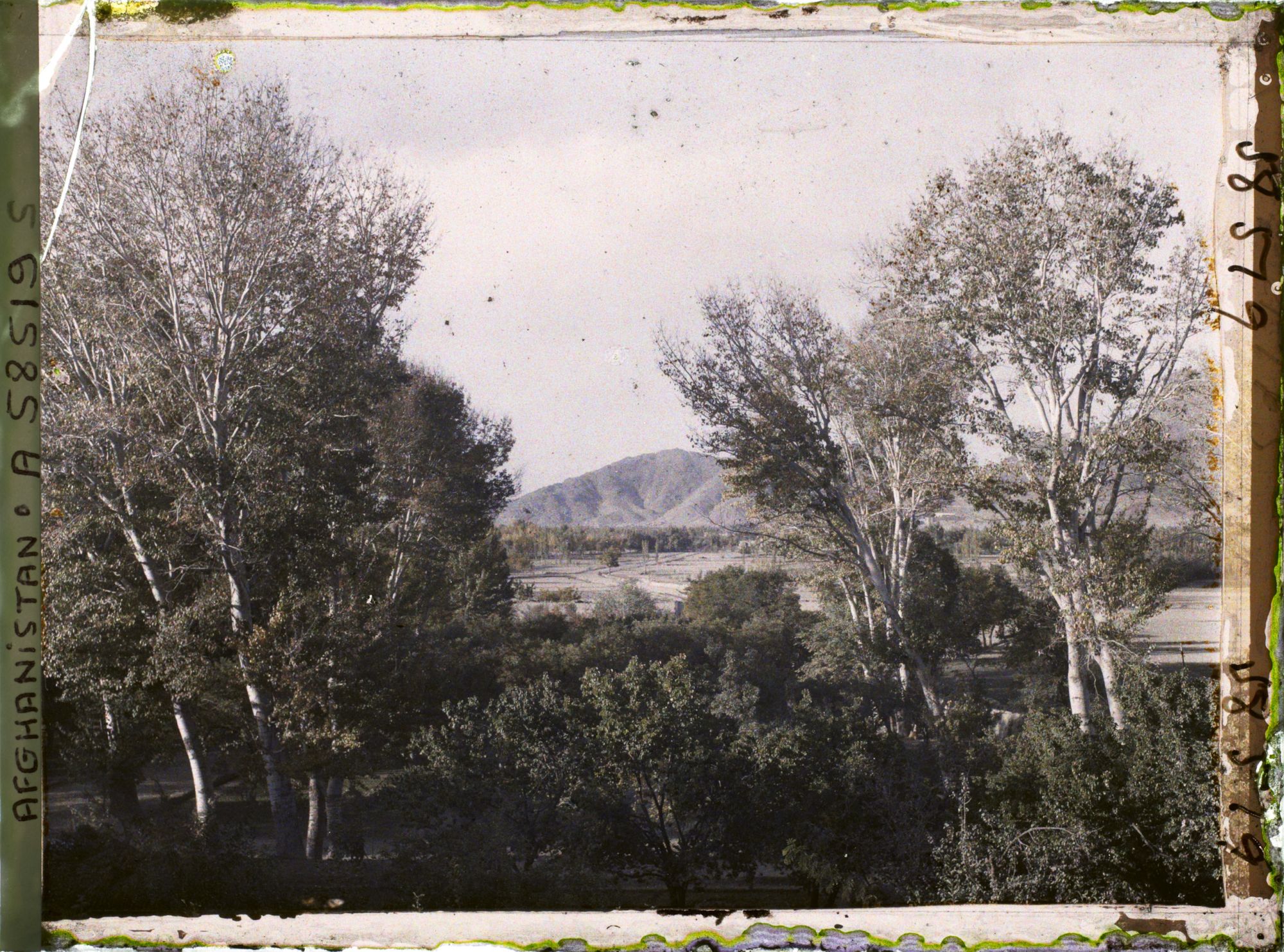 Image représentant Paysage (plaine plantée d'arbres)