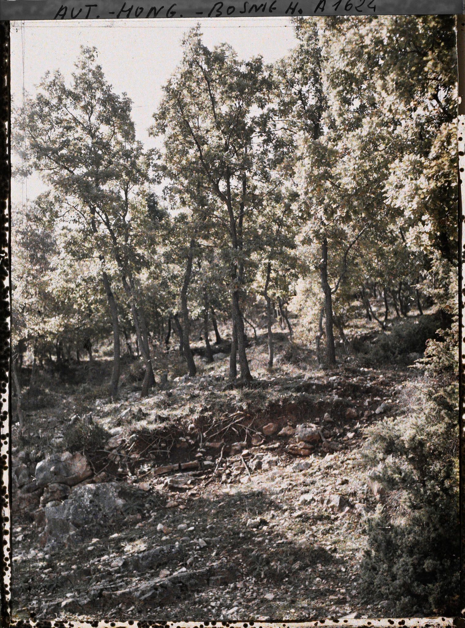 Image représentant Chênes de la forêt primitive