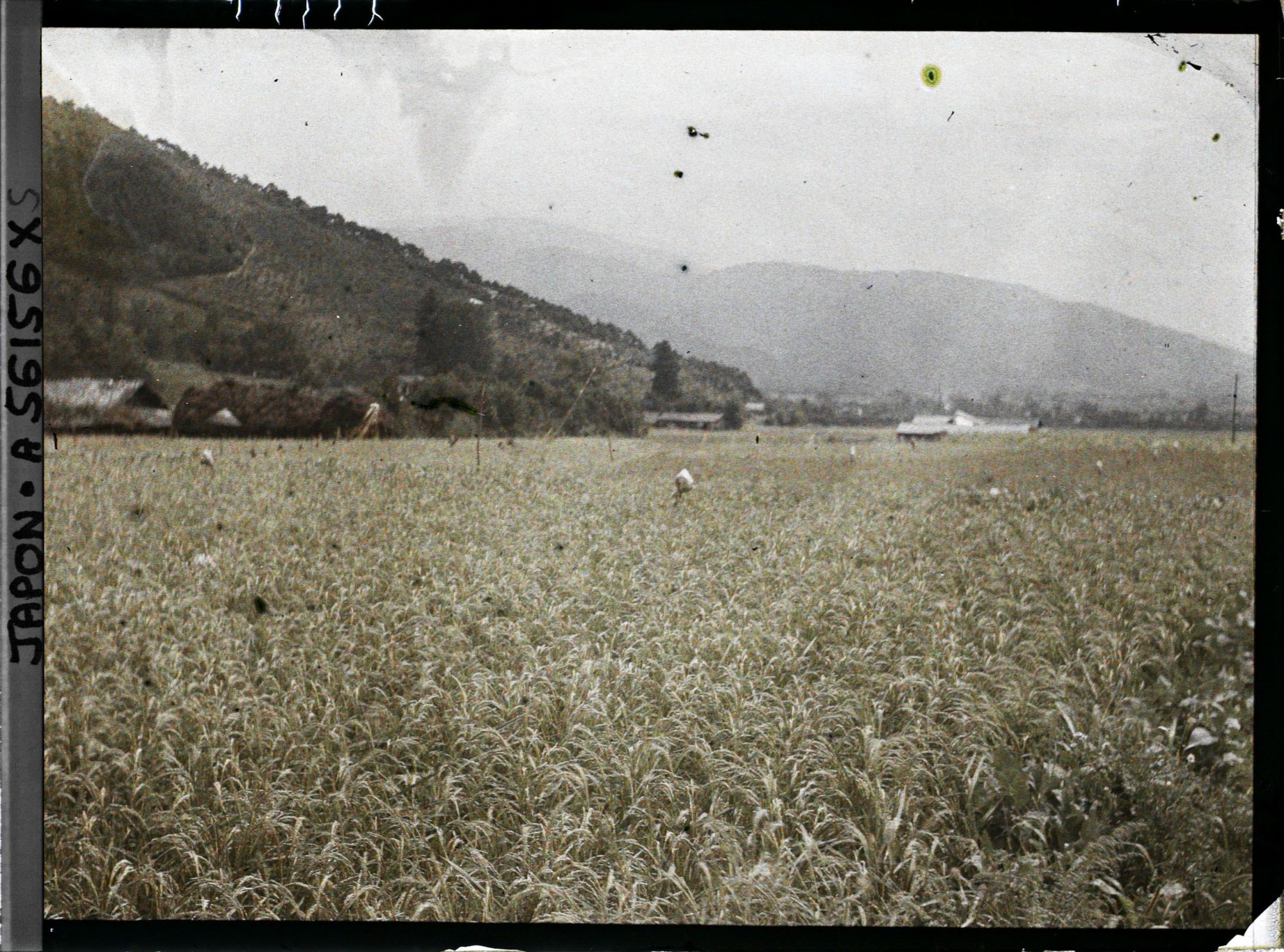 Image représentant Rizière