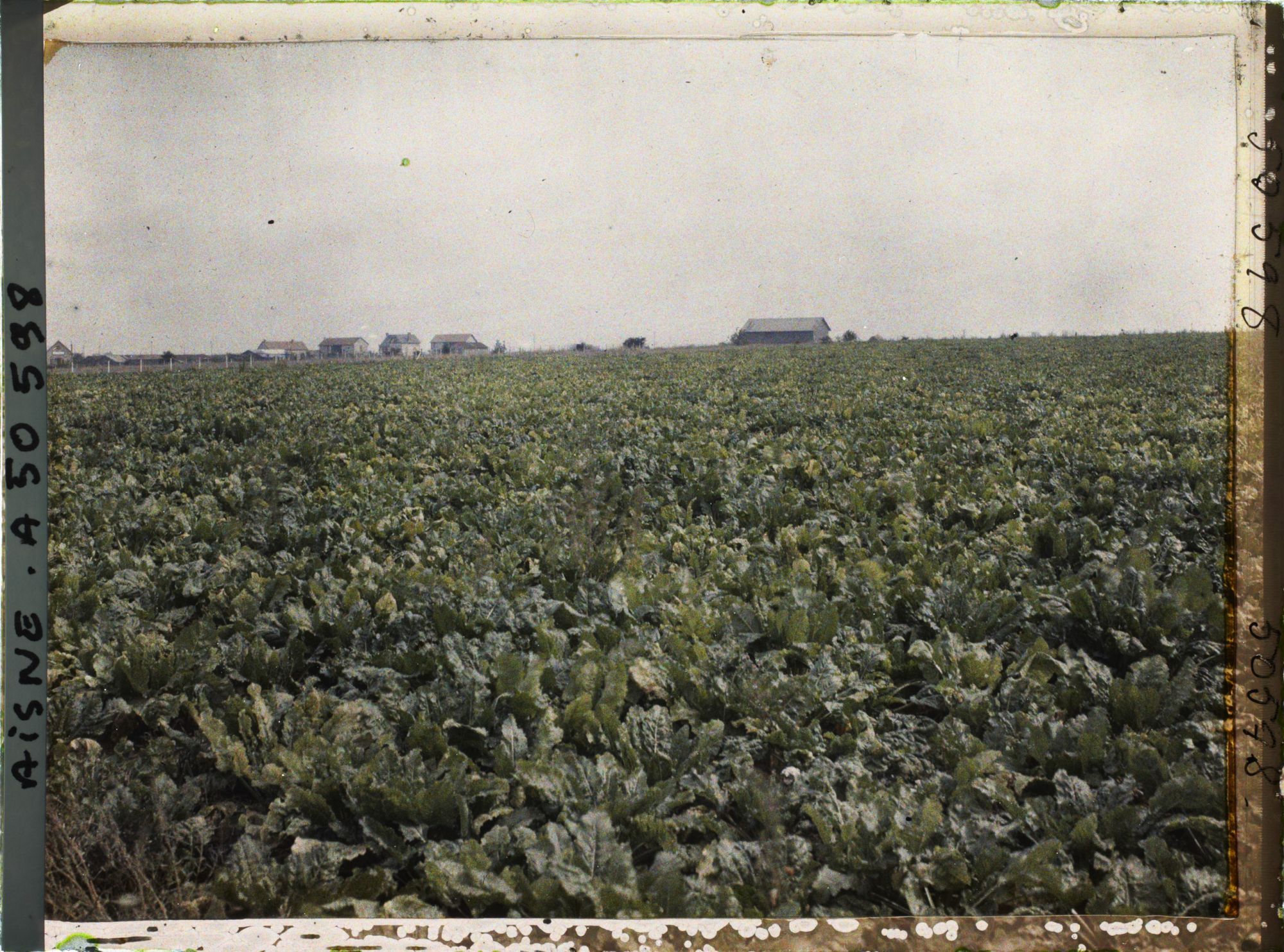 Image représentant France, Laffaux, Vue vers le Village et Champ de Betteraves