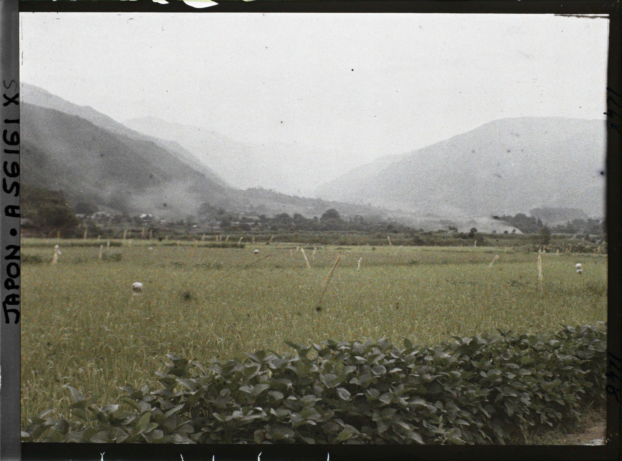 Image représentant Rizière et mûriers