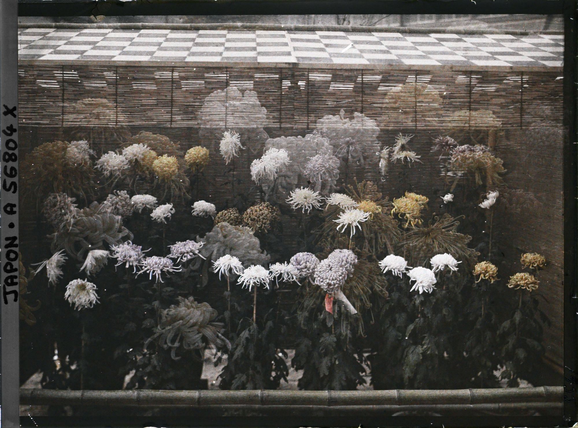 Image représentant Exposition de chrysanthèmes