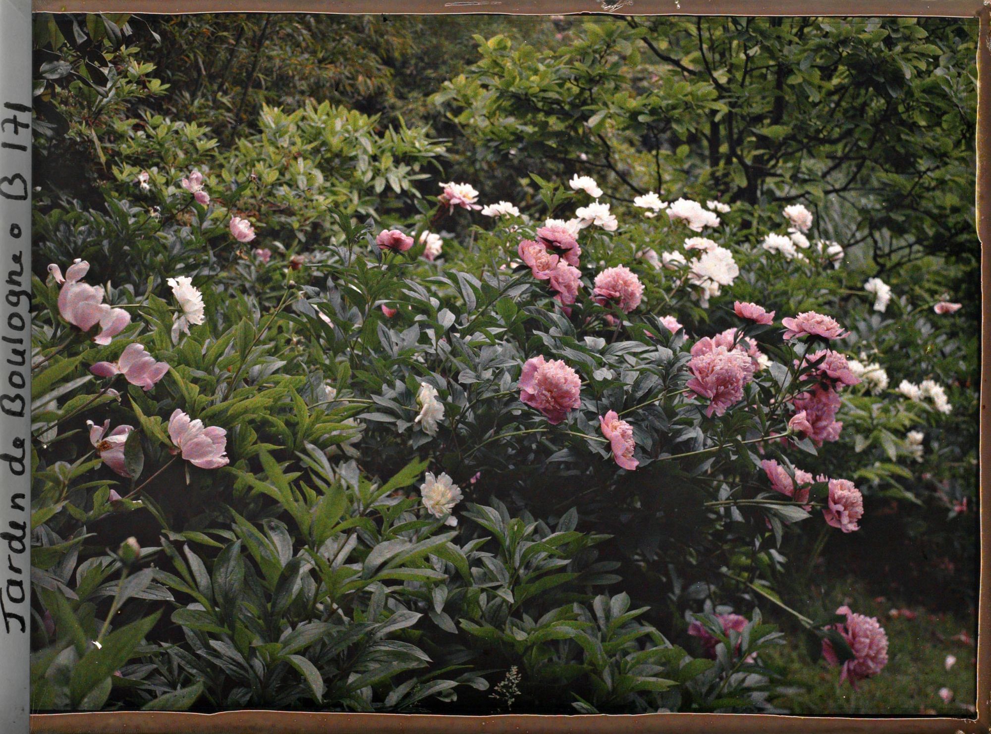 Image représentant Massif de pivoines en fleurs