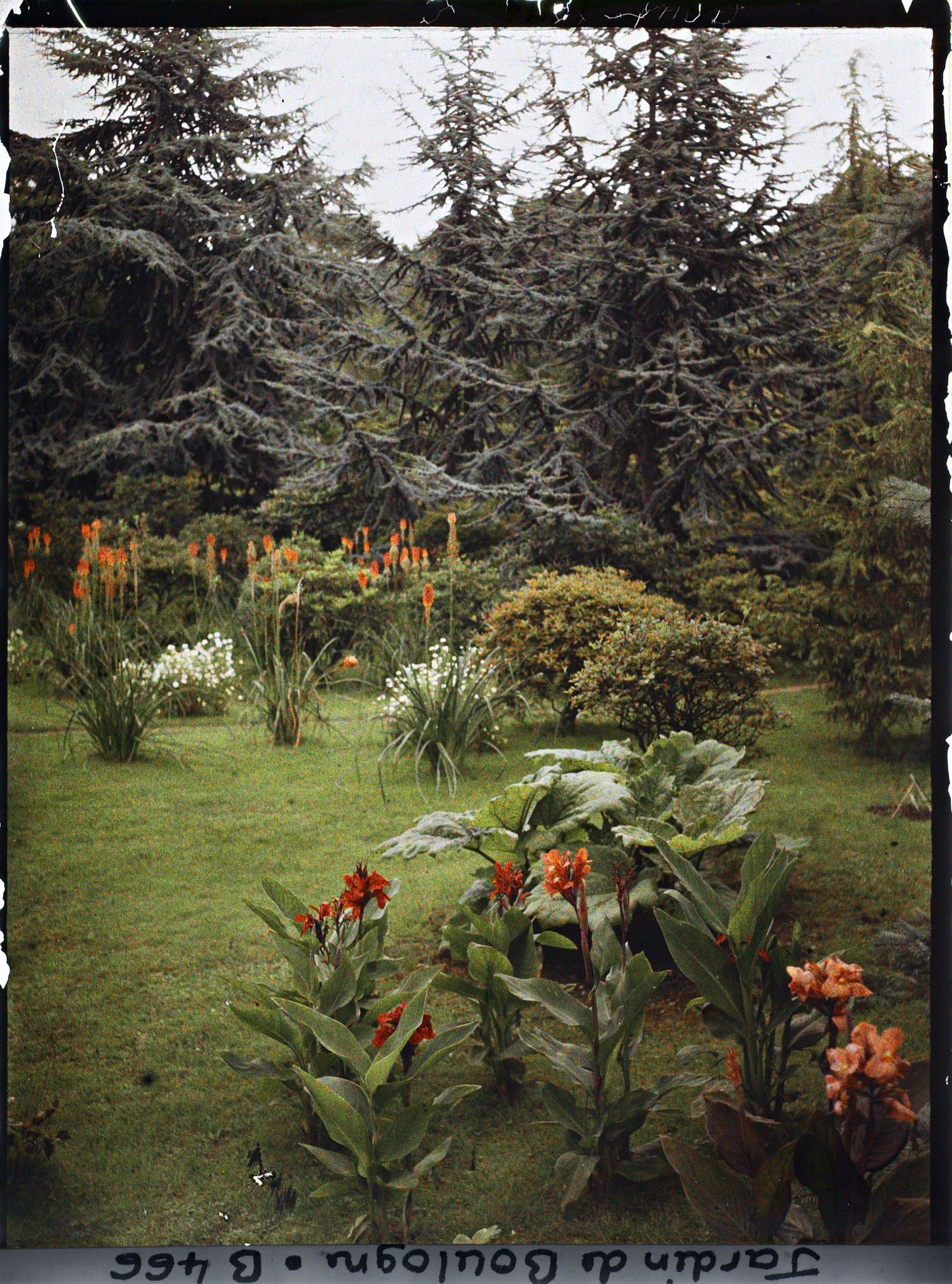 Image représentant Pelouse ornée de cannas et kniphofias, située non loin du marais et vue en direction du nord-est