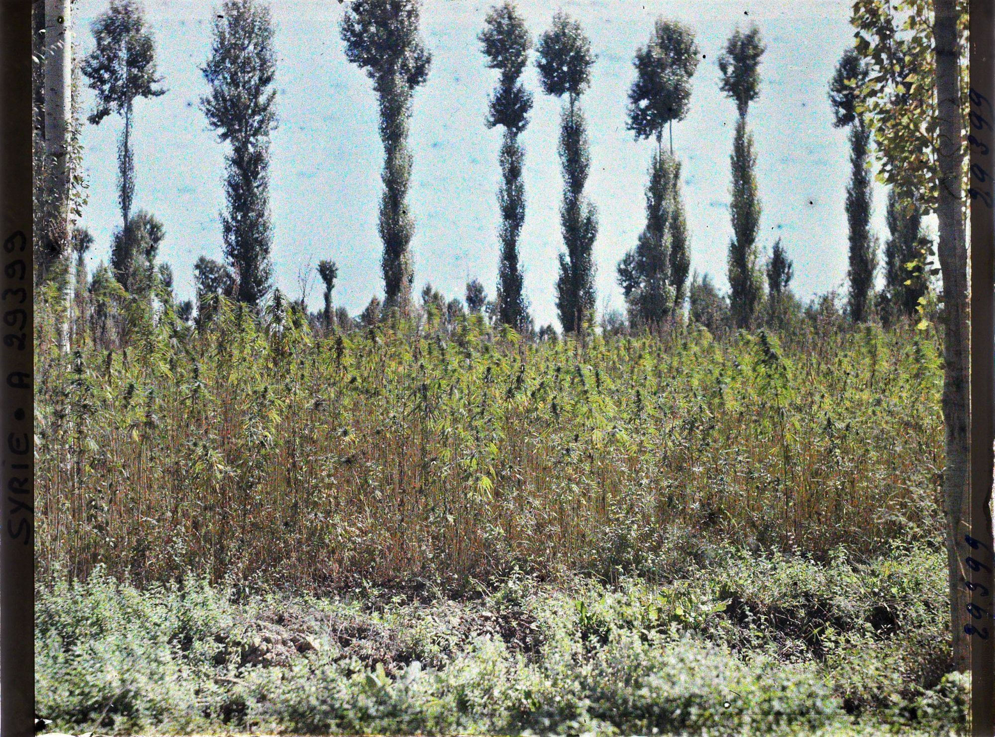 Image représentant Culture du chanvre