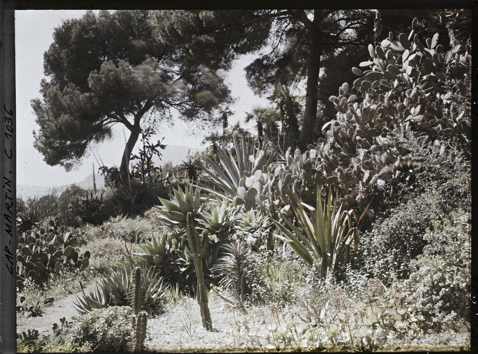Image représentant Le Jardin. figuiers de Barbarie, vers Monaco