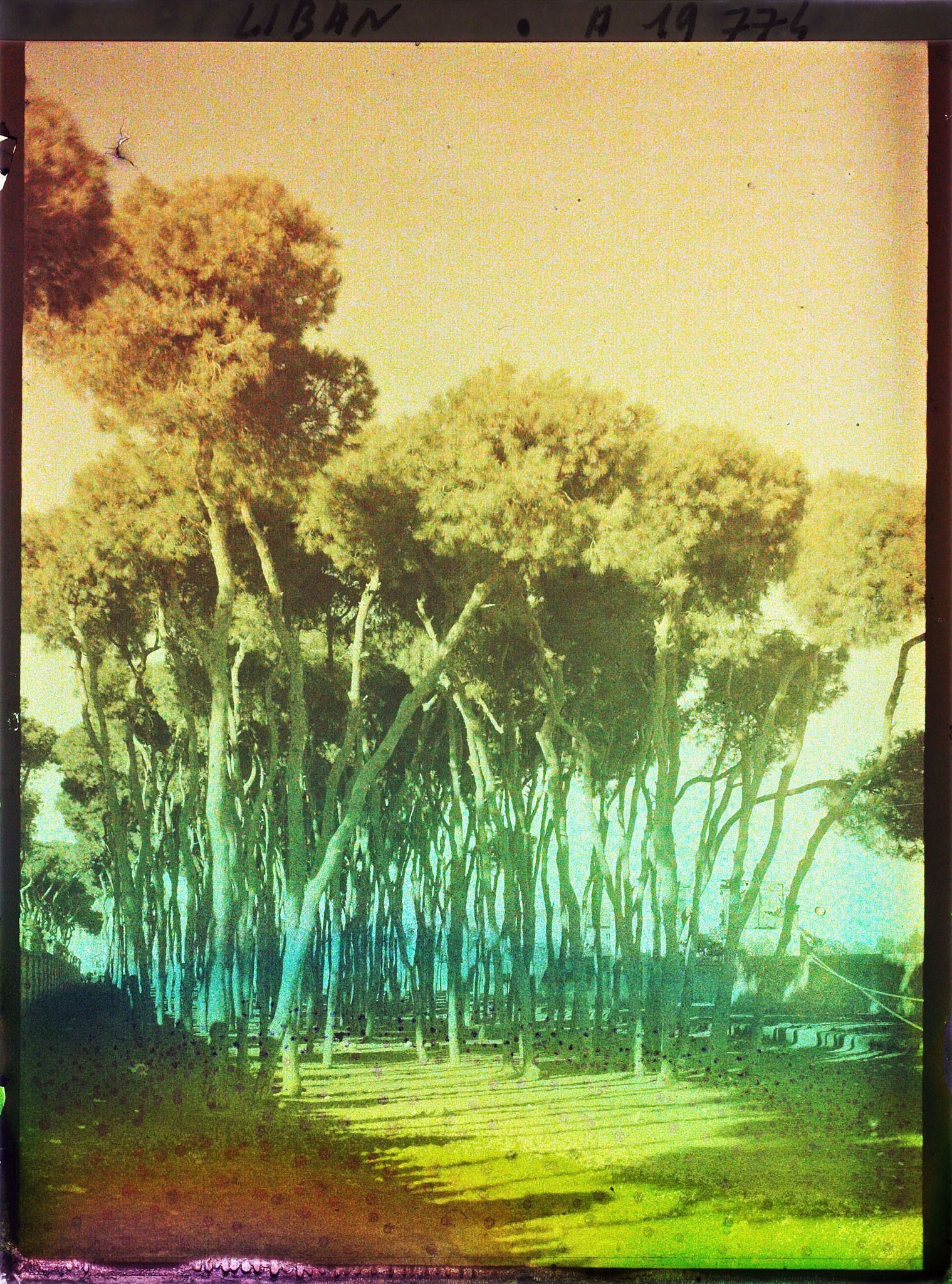 Image représentant Pins d'Alep dans le bois