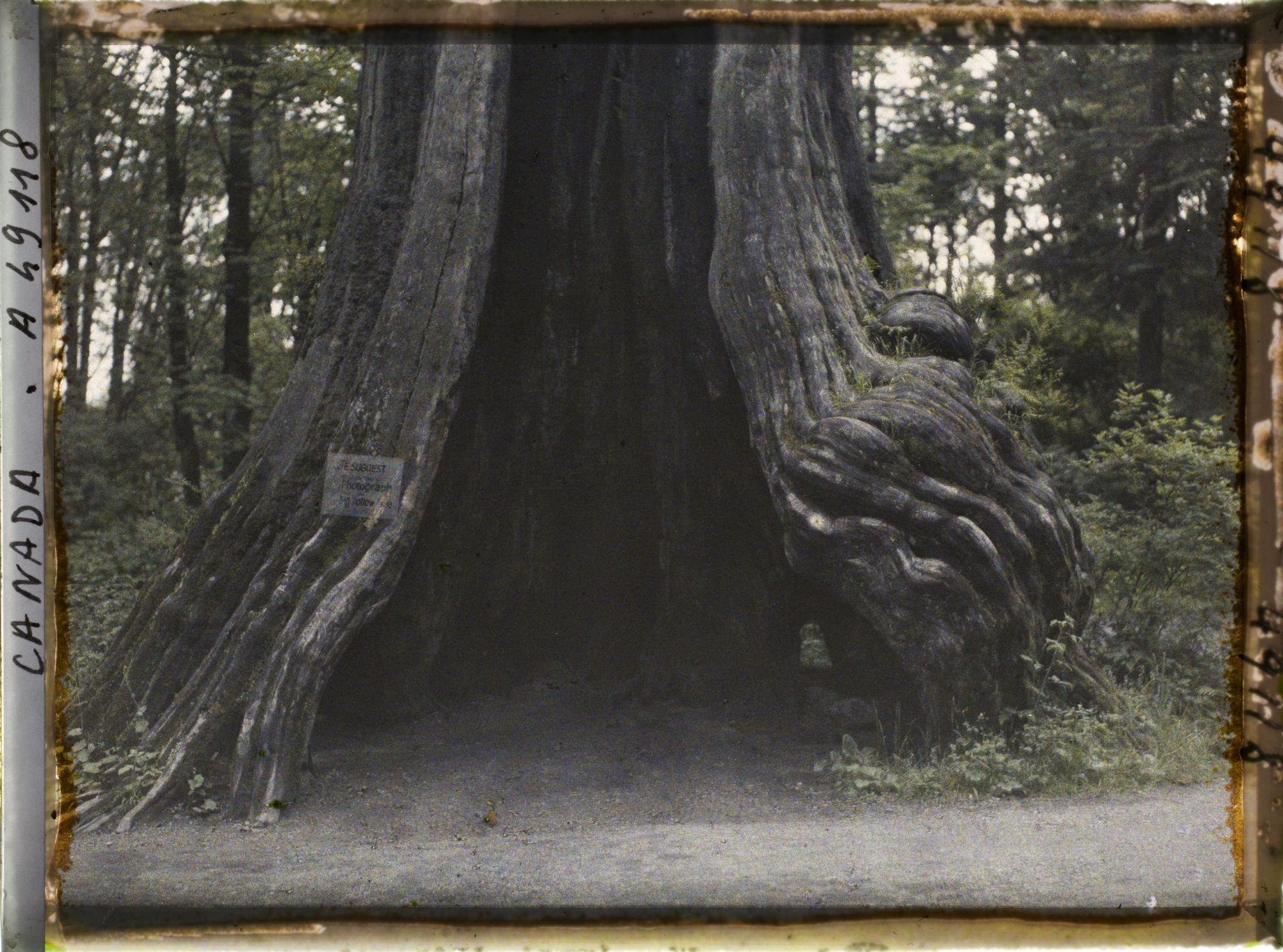 Image représentant Canada, Vancouver, Le plus vieil arbre de la forêt