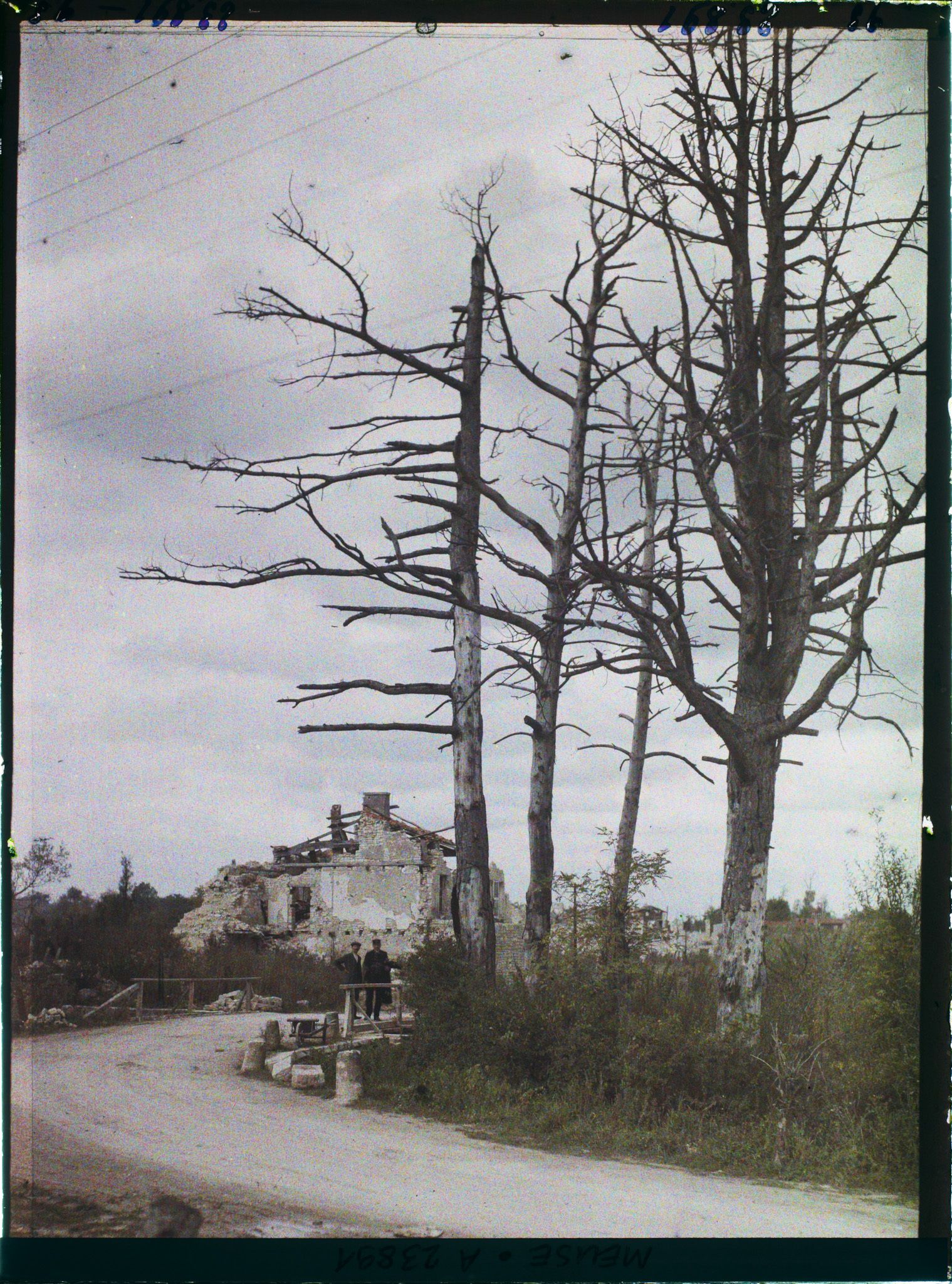 Image représentant France, Fresnes en Woèvre, Les arbres morts à l'entrée du Village