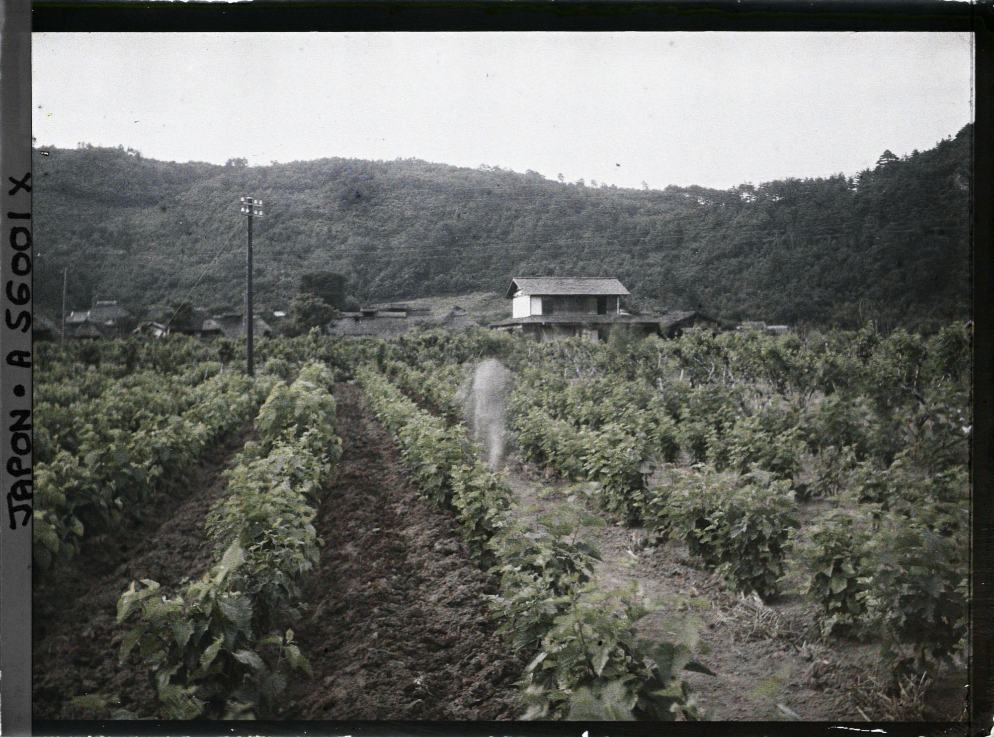 Image représentant Culture de mûriers, probablement région de la Tamagawa
