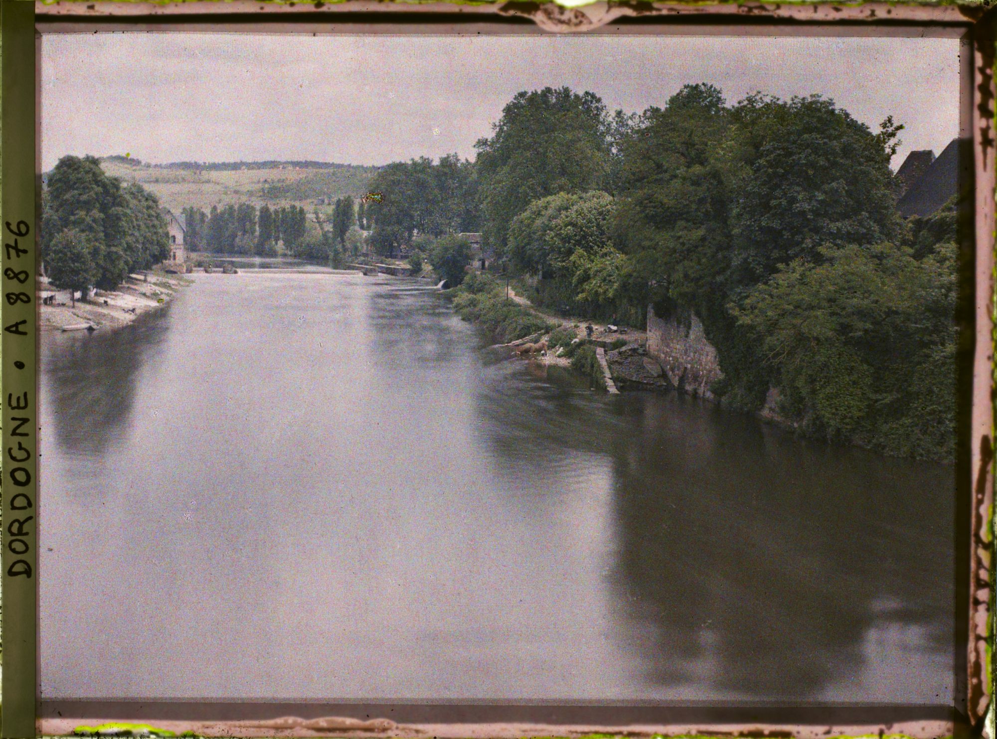 Image représentant France, Montignac, Les maisons de la rive gauche - vaches à l'abreuvoir