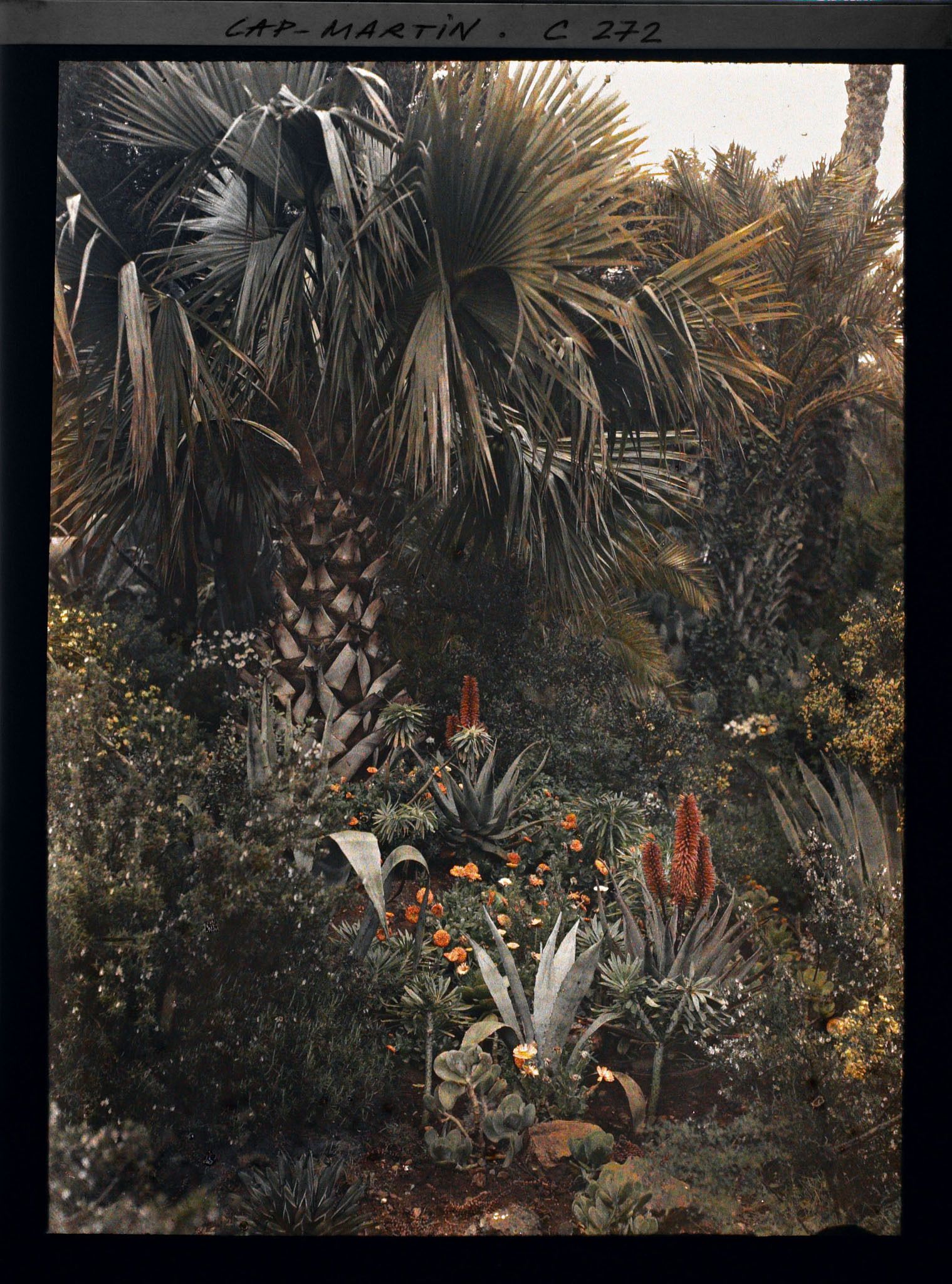 Image représentant Cap-Martin - Le Jardin