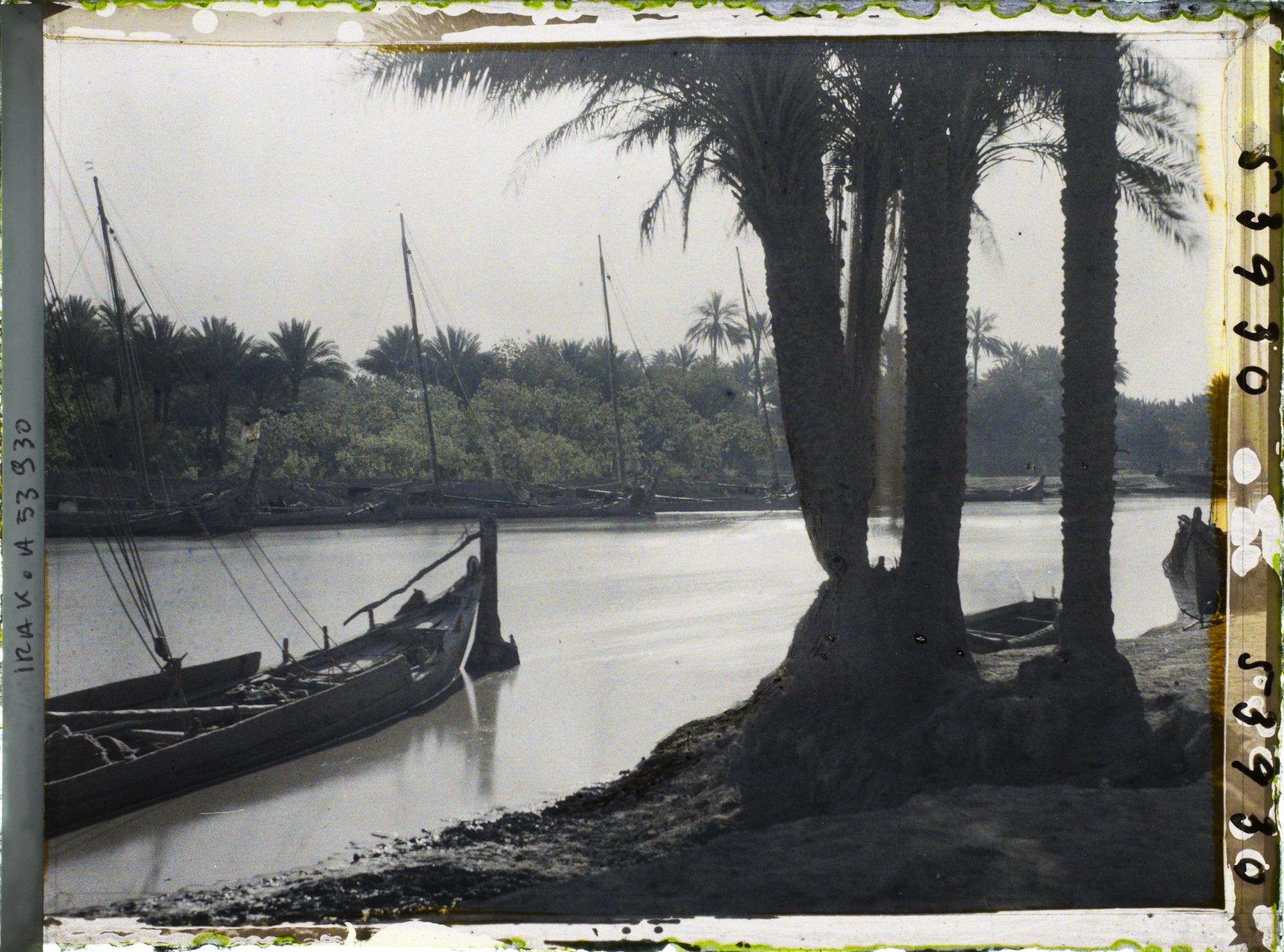 Image représentant Rives du Chatt Al-Hillah, l'une des branches de l'Euphrate