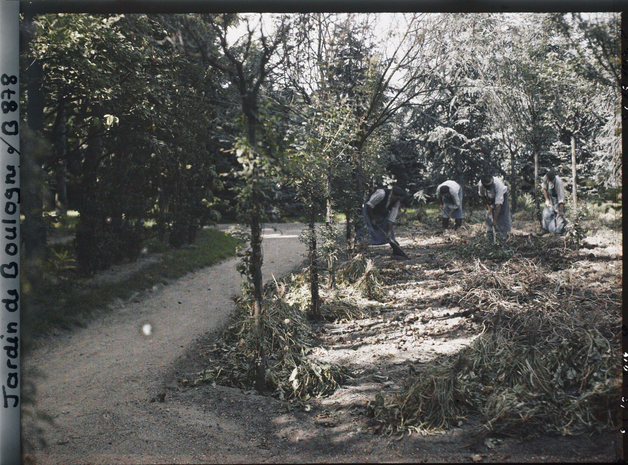 Image représentant Jardiniers en pleine récolte, au nord-ouest du verger-roseraie, vu en direction de la forêt bleue