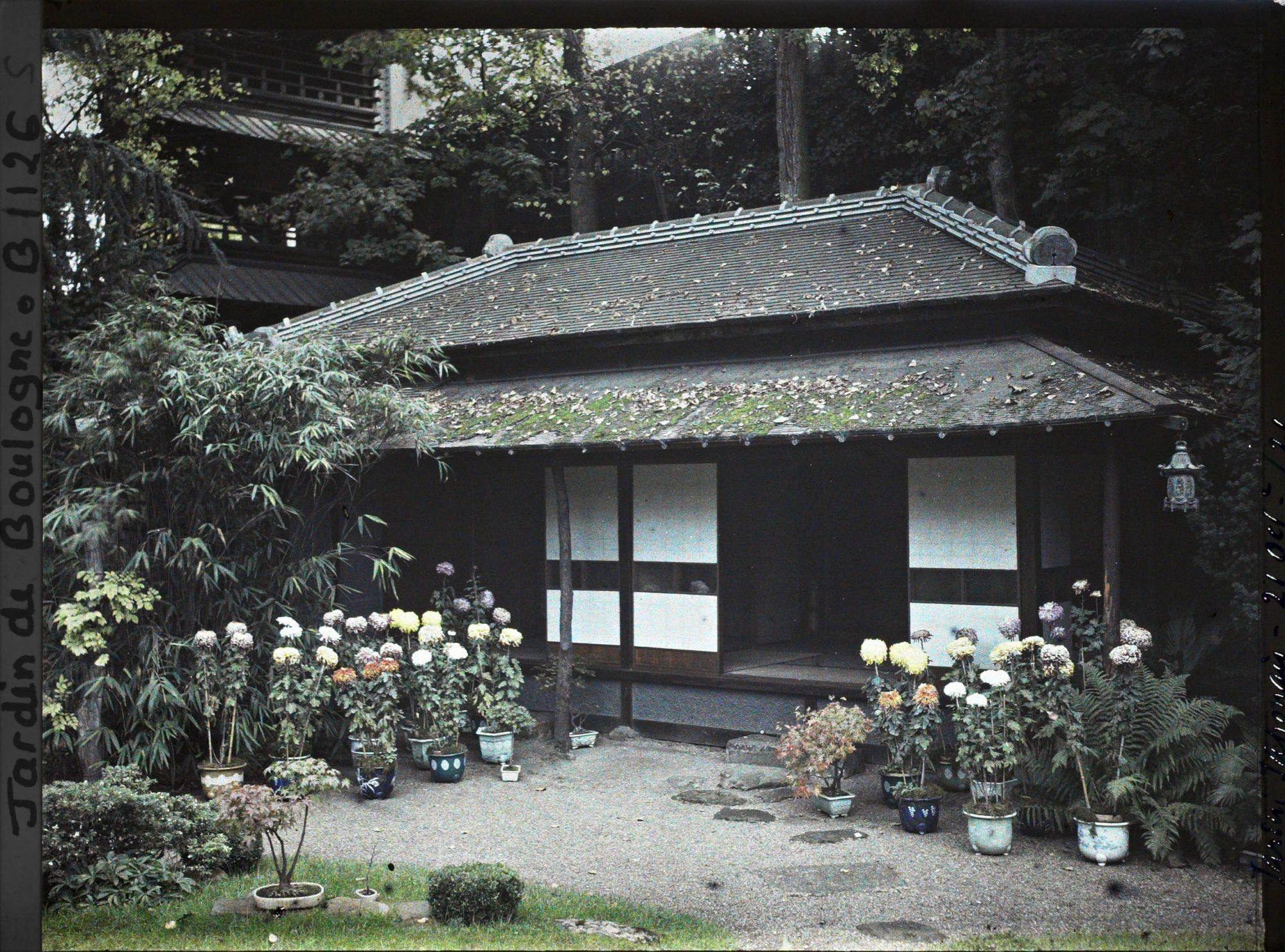 Image représentant Maison est du " village japonais ", ornée de chrysanthèmes en pots fleuris et de bonsaïs