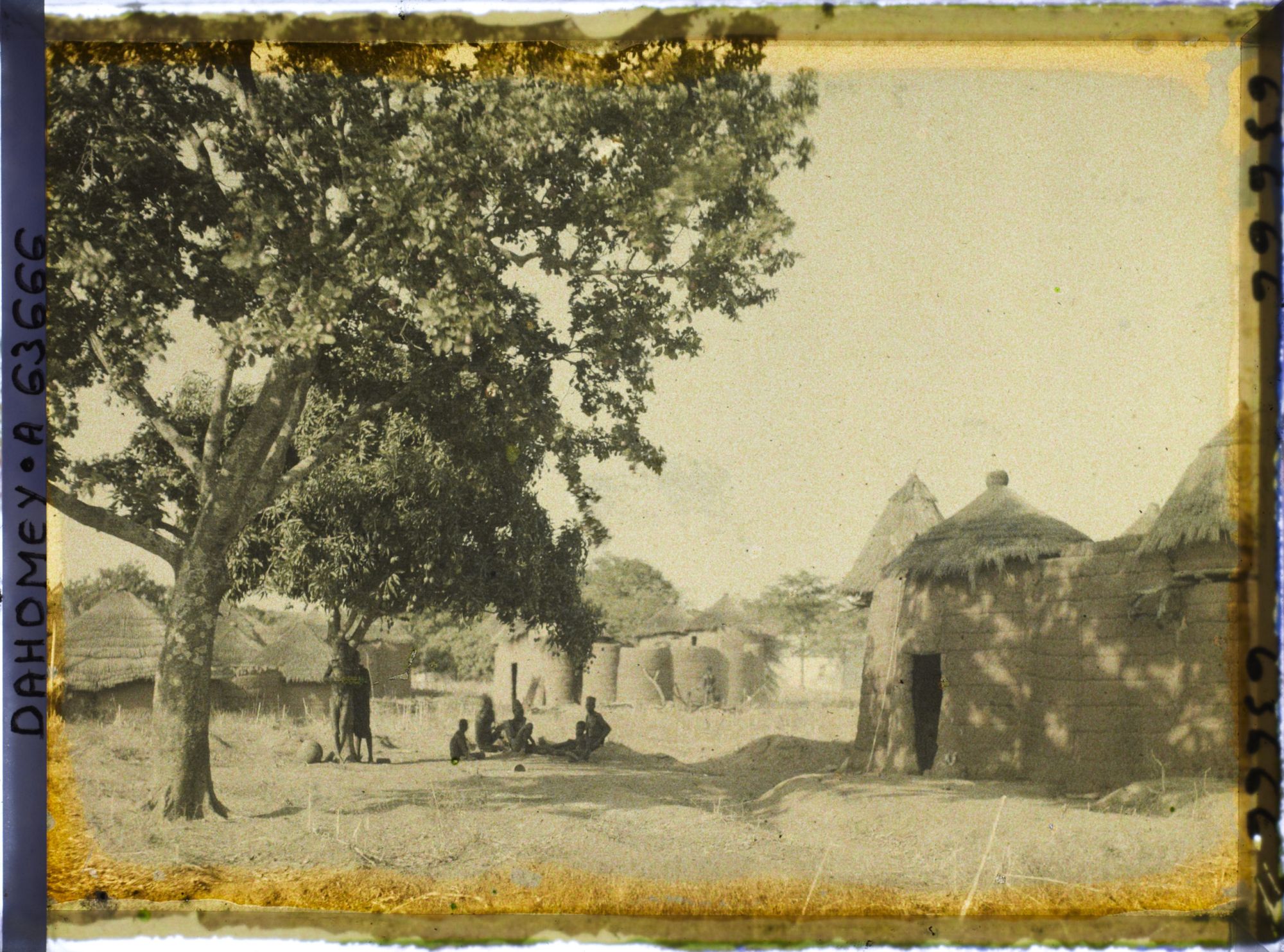Image représentant Un akée (ou blighia sapida) dans un coin du village de Natitingou