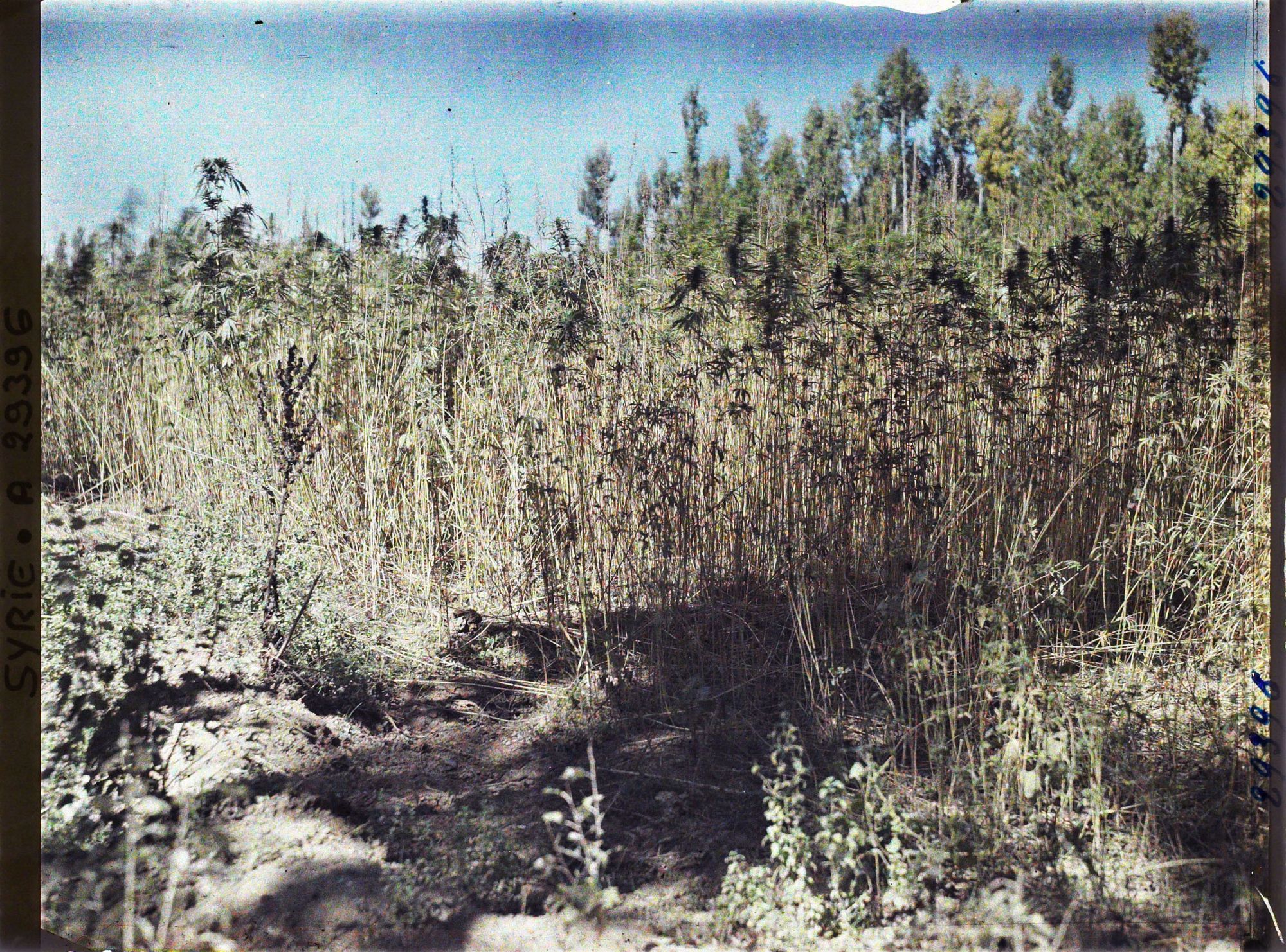 Image représentant Culture du chanvre