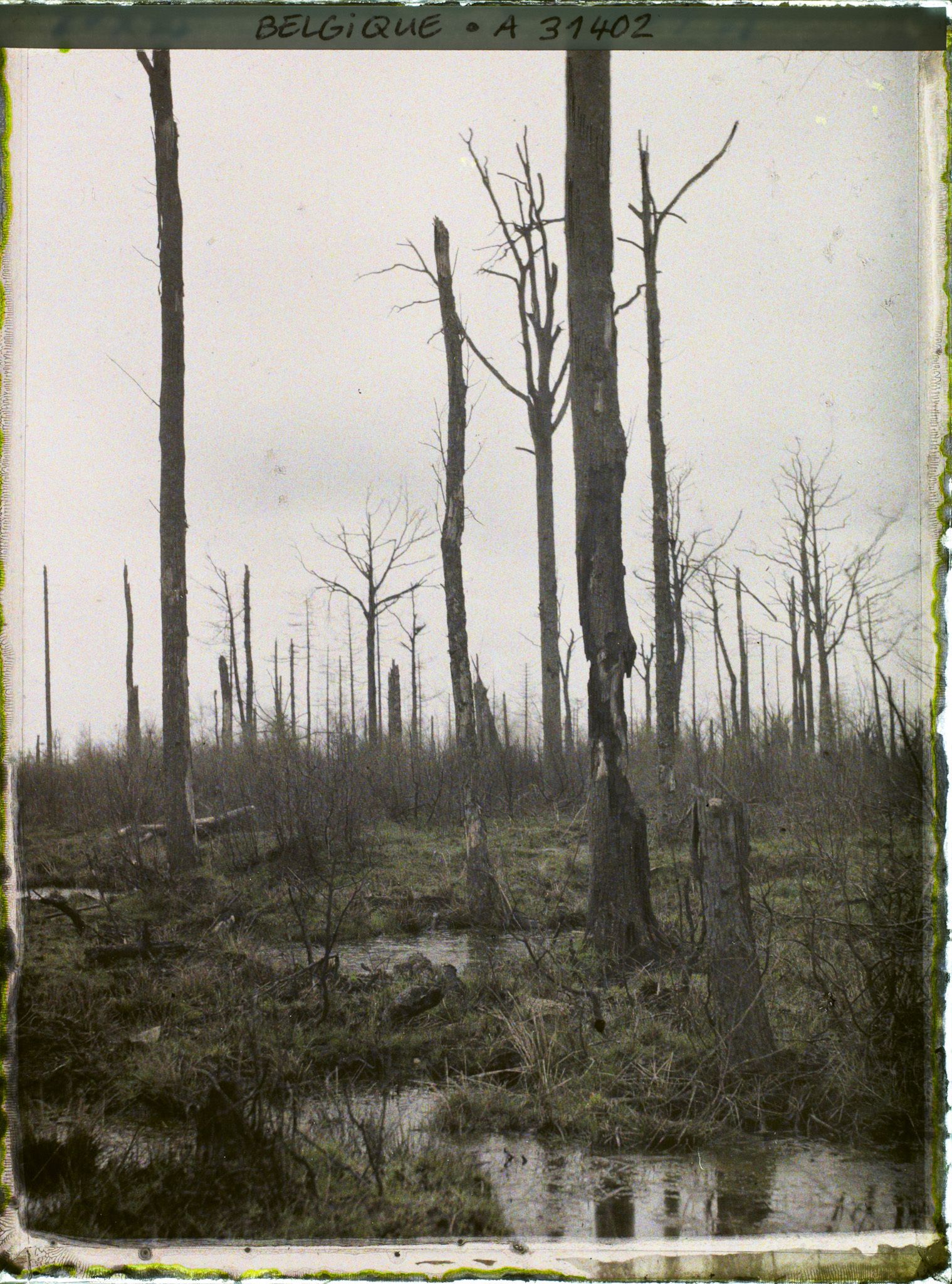 Image représentant Belgique, Forêt d' Houtuhlsd, Forêt d' Houtuhlsd; un aspect du bois