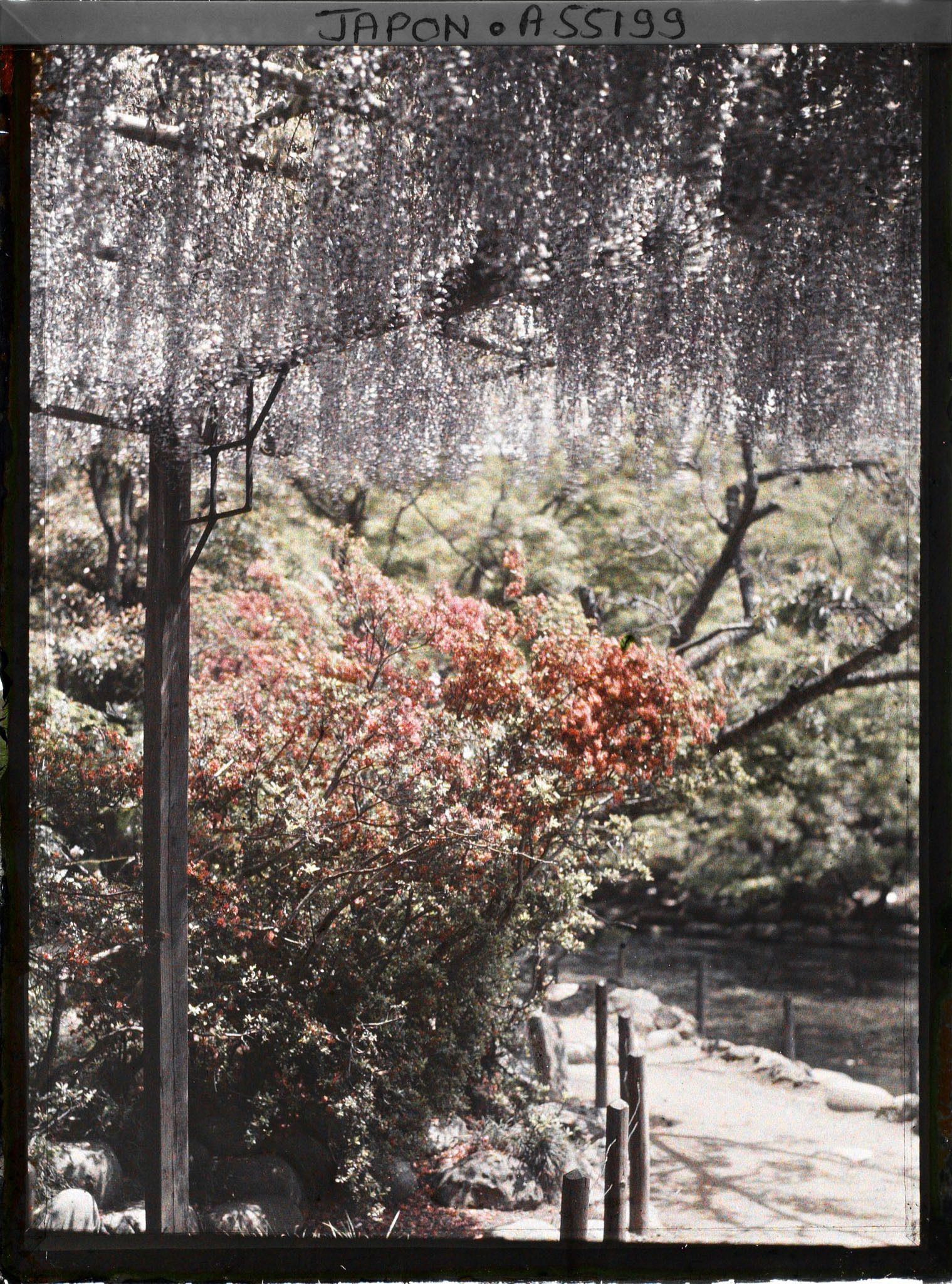 Image représentant Hibiya-koen (parc de Hibiya), glycines et azalées au bord de l'étang shinkei