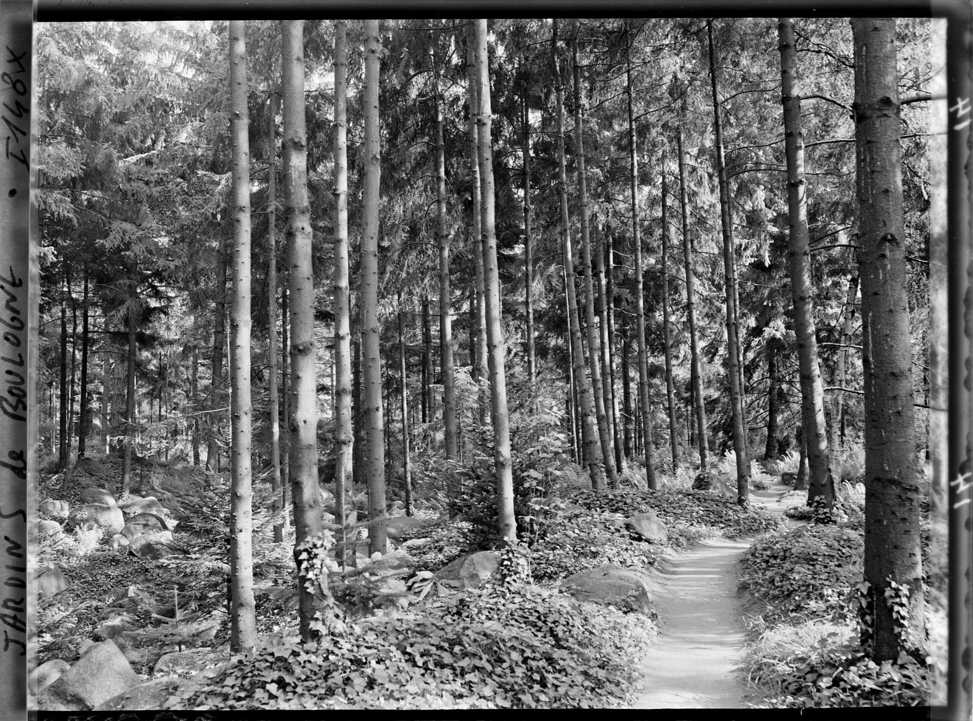 Image représentant La forêt vosgienne