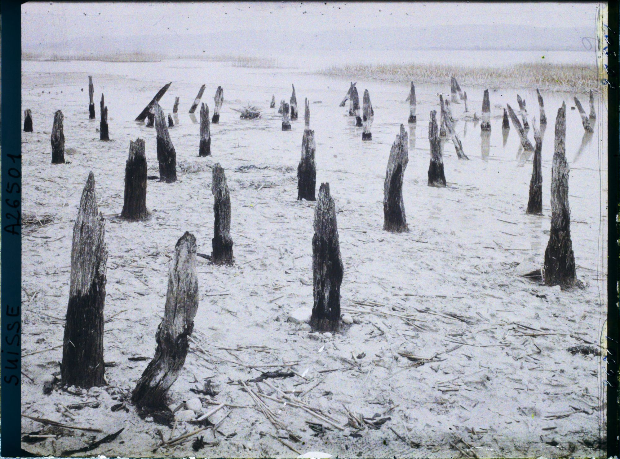 Image représentant Site palafittique préhistorique des Alpes, pieux en bois visibles lors de la baisse des eaux après la grande sécheresse de 1921