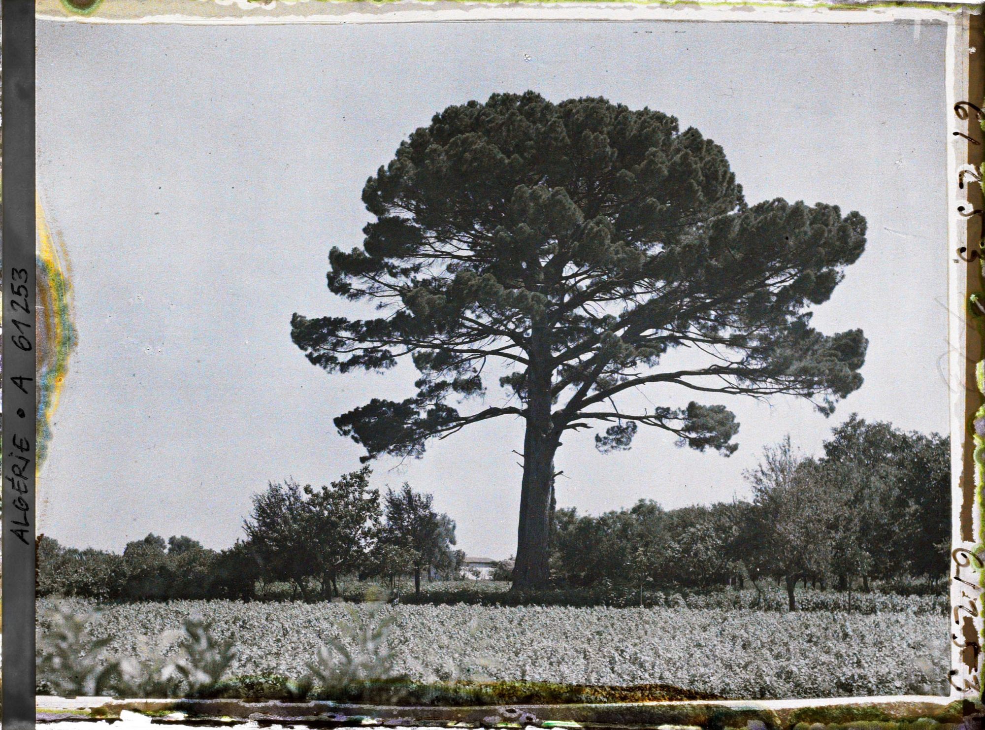 Image représentant Un pin centenaire