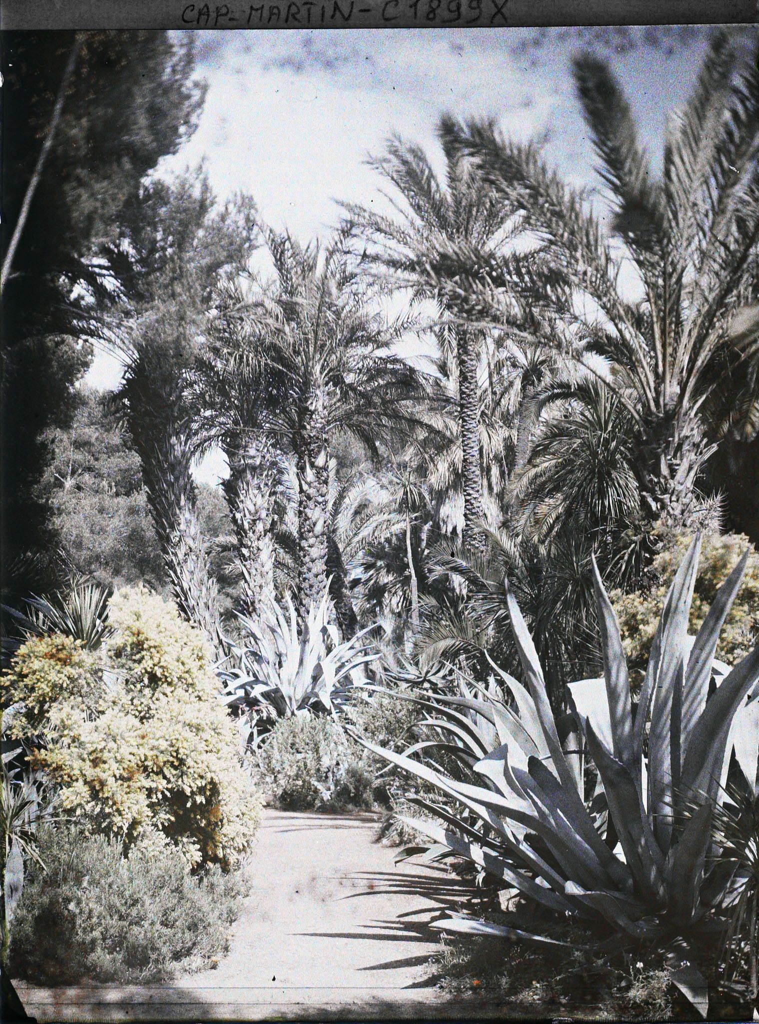 Image représentant Groupe de palmiers dominant une allée bordée d'agaves et d'un buisson en fleurs
