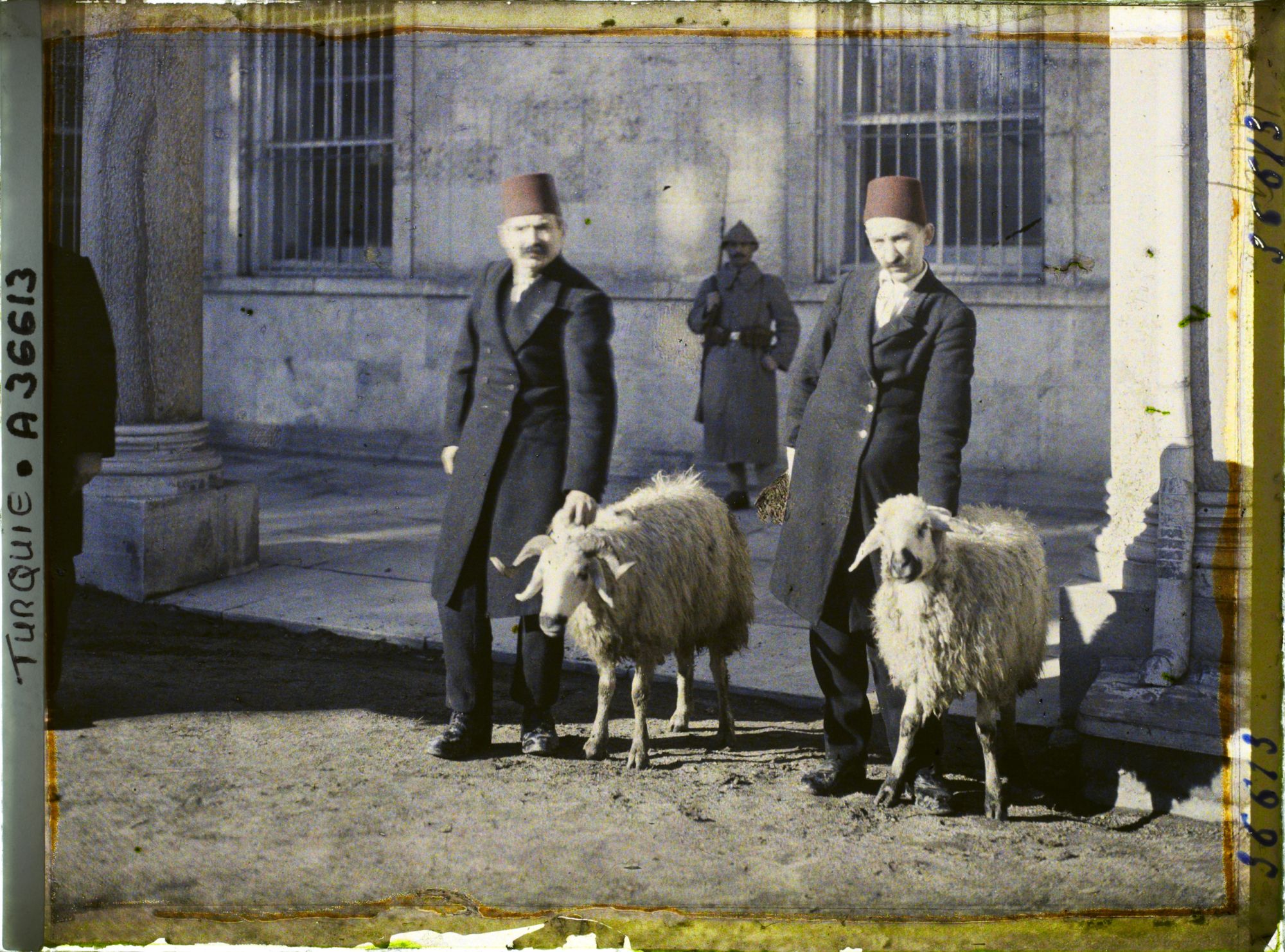 Image représentant Les deux moutons devant être sacrifiés, au Topkapi-Sarayi (" palais de la Porte-du-Canon "), le jour de l'investiture du Calife