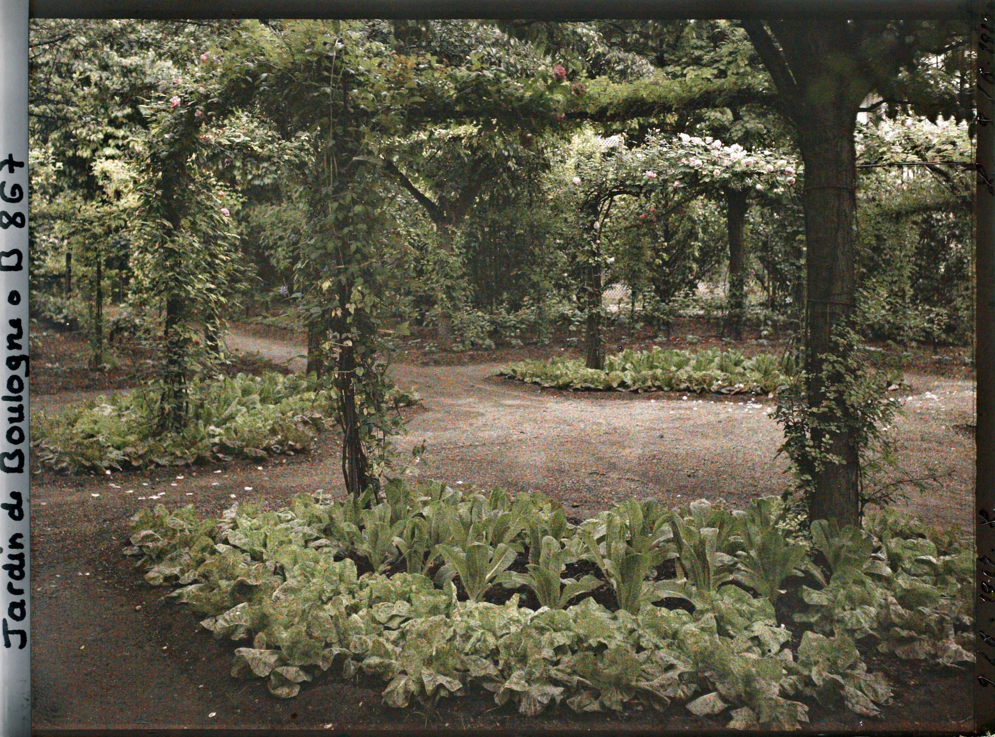 Image représentant Partie nord-est du verger-roseraie vue depuis le rond-point planté de légumes, côté jardin français