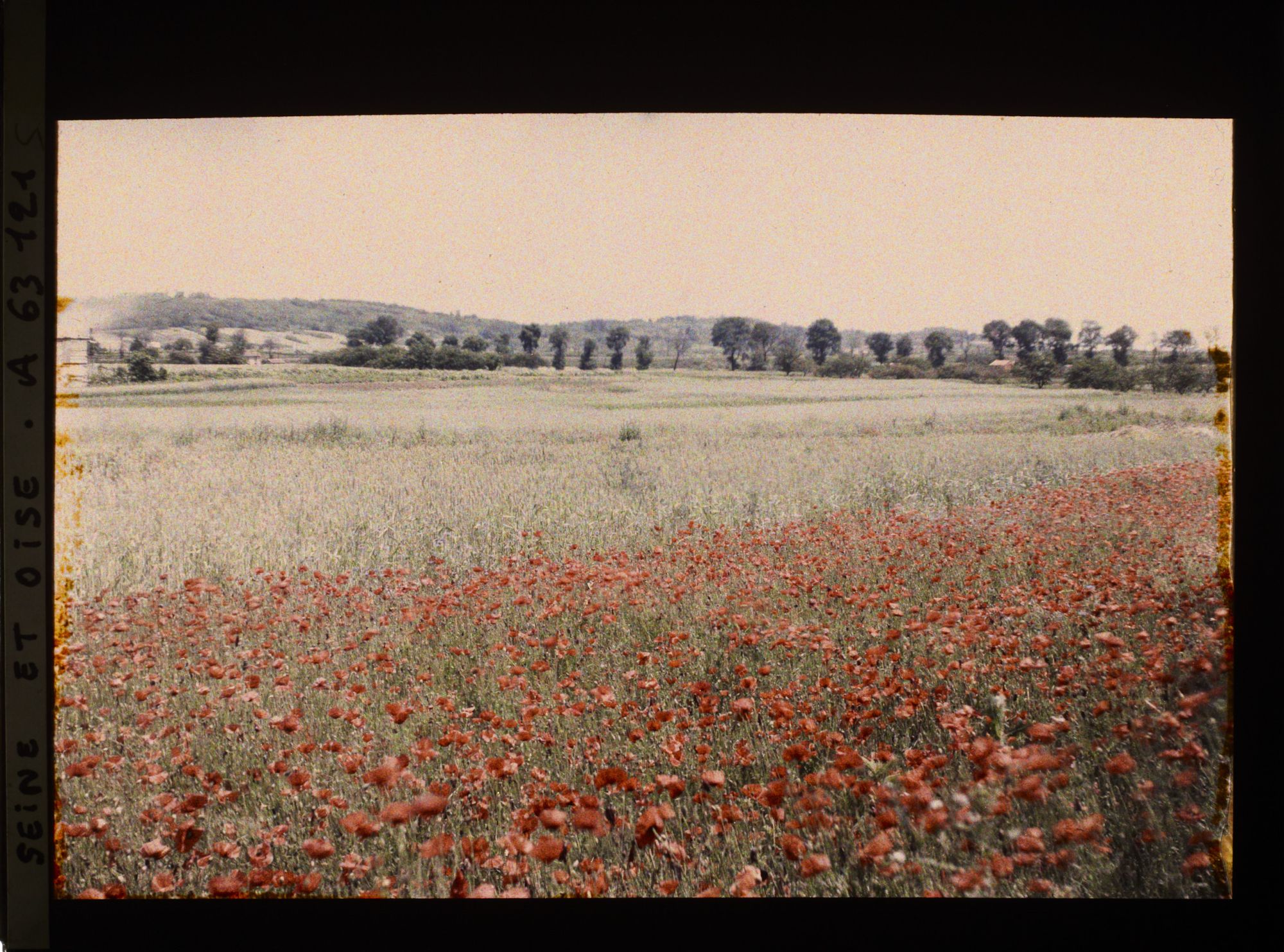 Image représentant Ile de France, Corneilles en Parisis , Blés et Coquelicots