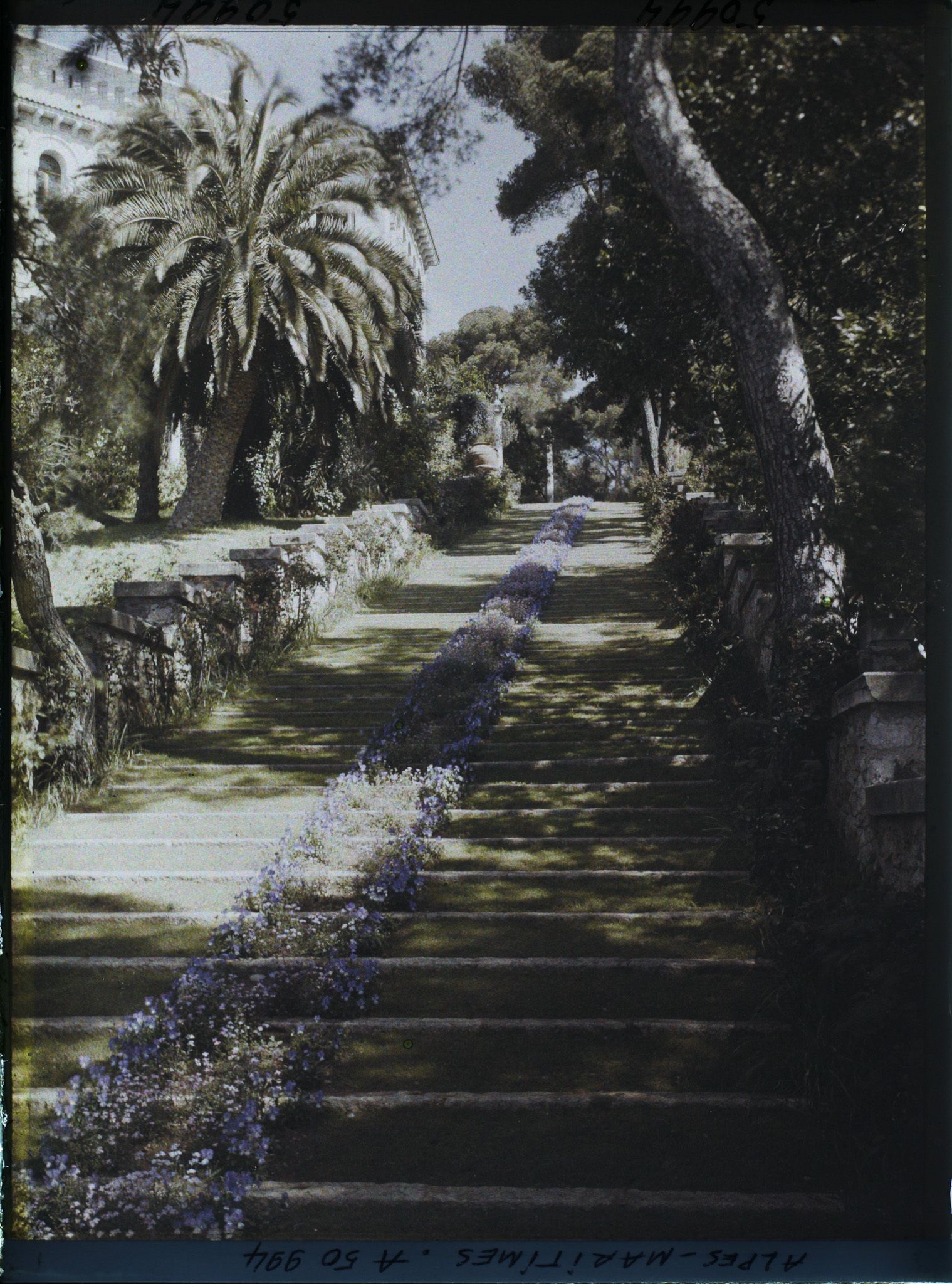 Image représentant Grand escalier du jardin de la villa Cypris orné d'une cascade de fleurs bleues