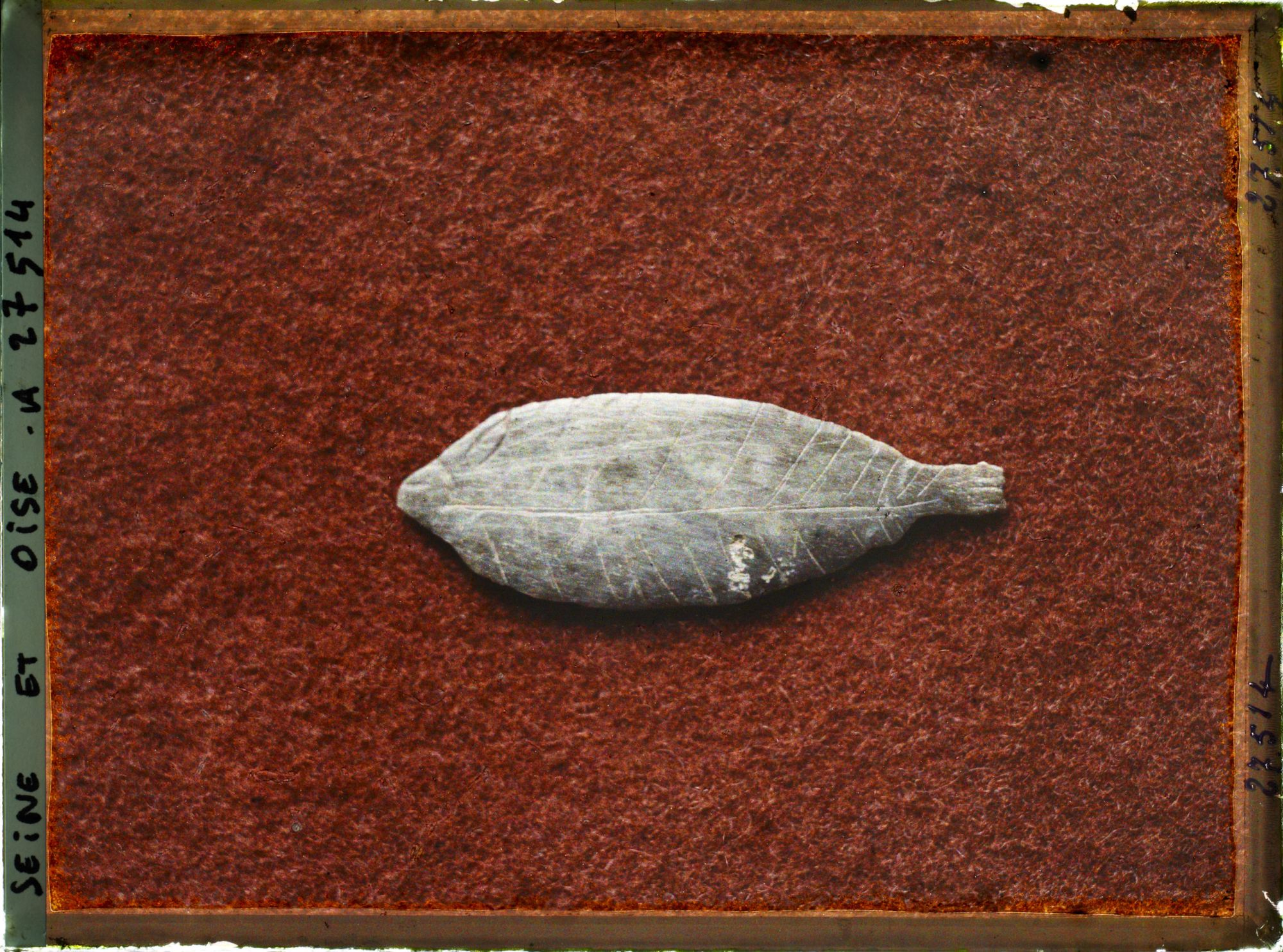 Image représentant France, St Germain-en-Laye, Poisson de Mr de St Périer 63957