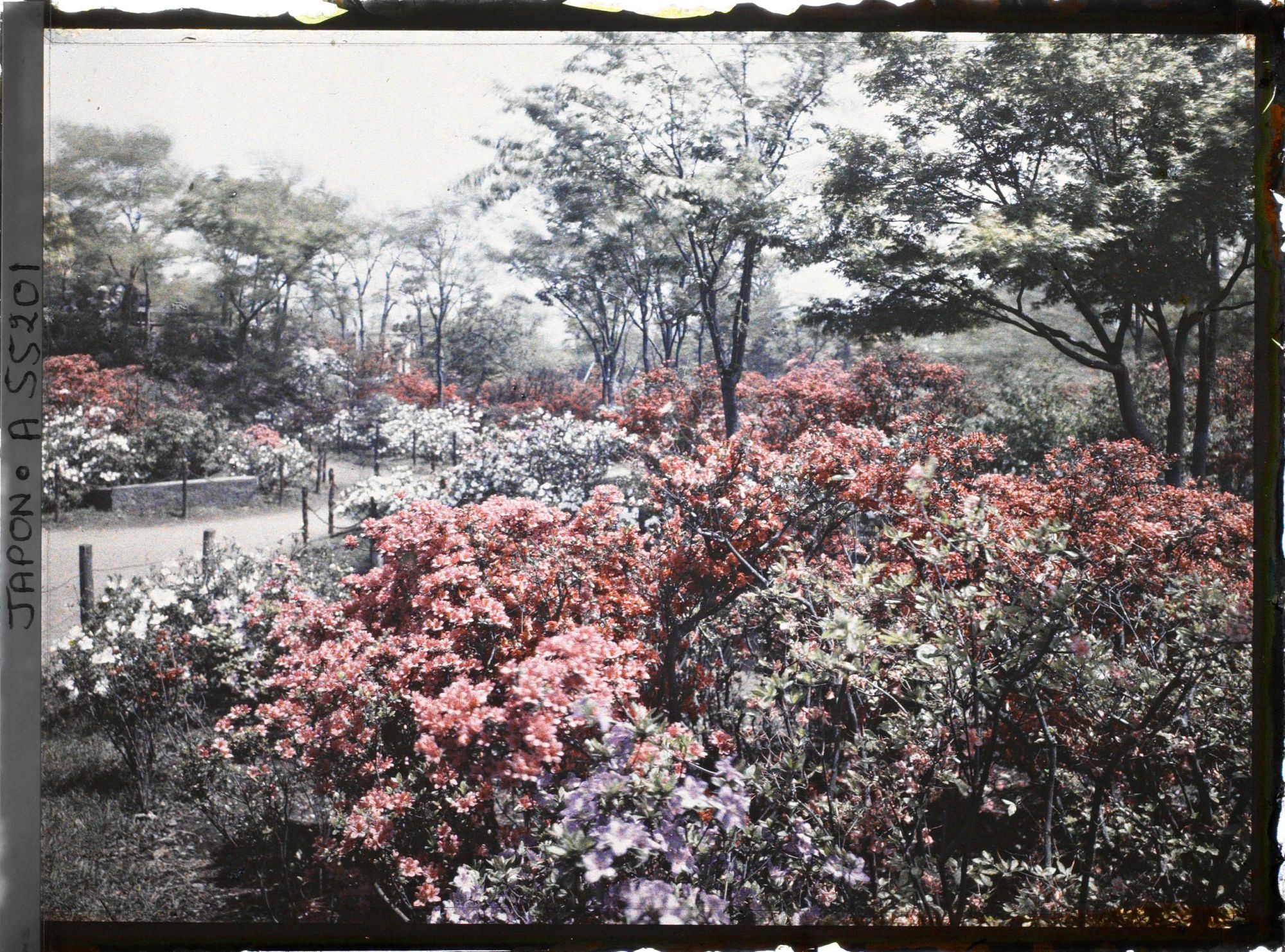 Image représentant Hibiya-koen (parc de Hibiya) : azalées bordant une allée