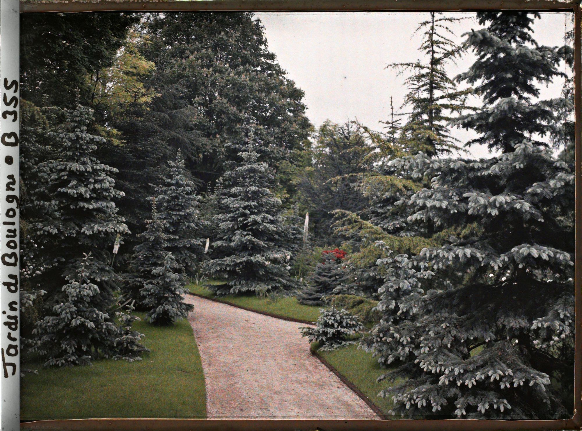 Image représentant Chemin bordé d'érémurus en fleurs au coeur de la forêt bleue