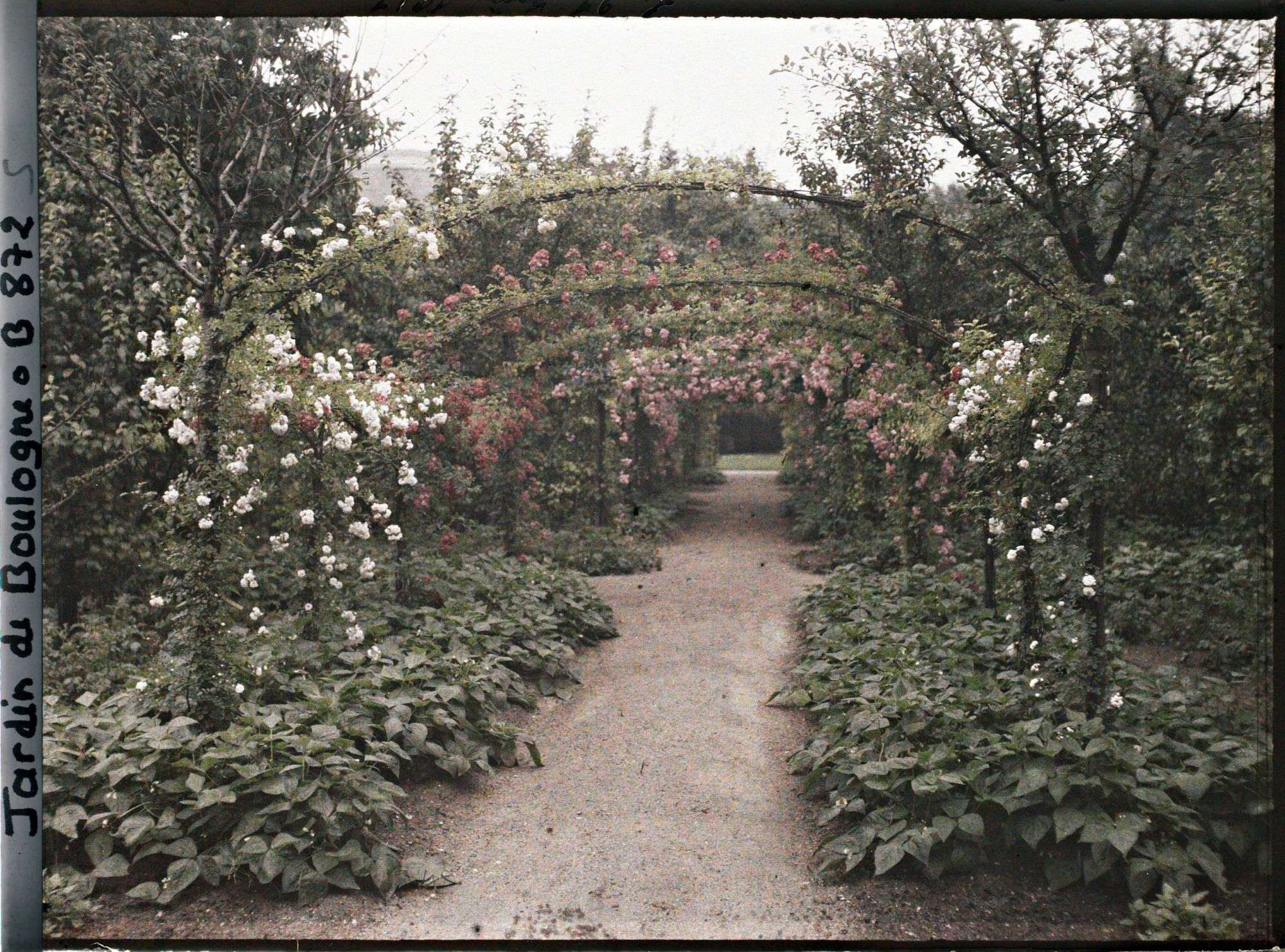 Image représentant Axe central du verger-roseraie bordé de légumes, vu vers l'est, après le rond-point côté dépendance